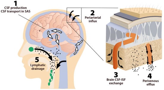 Reklame Forberedelse bekendtskab IJMS | Free Full-Text | Photobiomodulation Therapy and the Glymphatic System:  Promising Applications for Augmenting the Brain Lymphatic Drainage System
