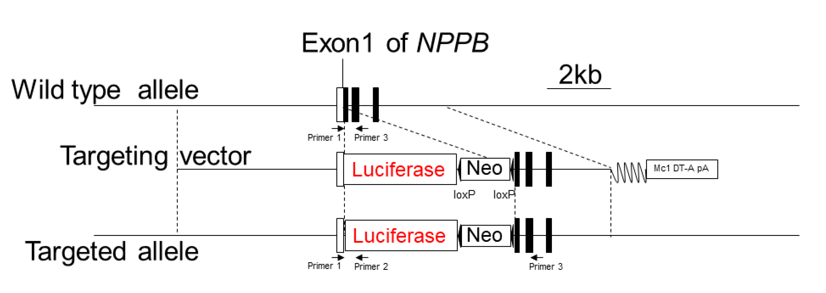 Ijms 23 02991 g001 550