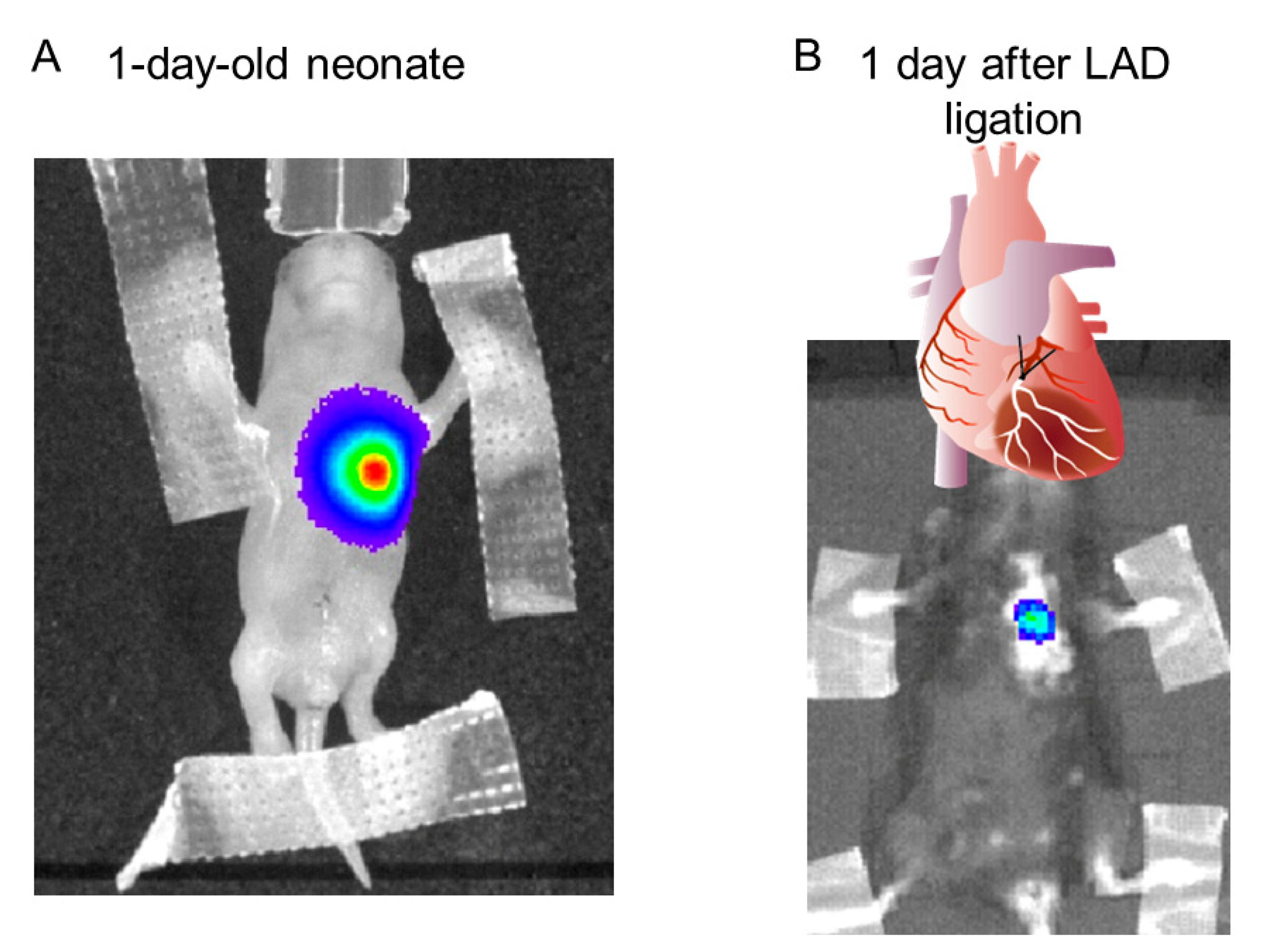Ijms 23 02991 g002 550