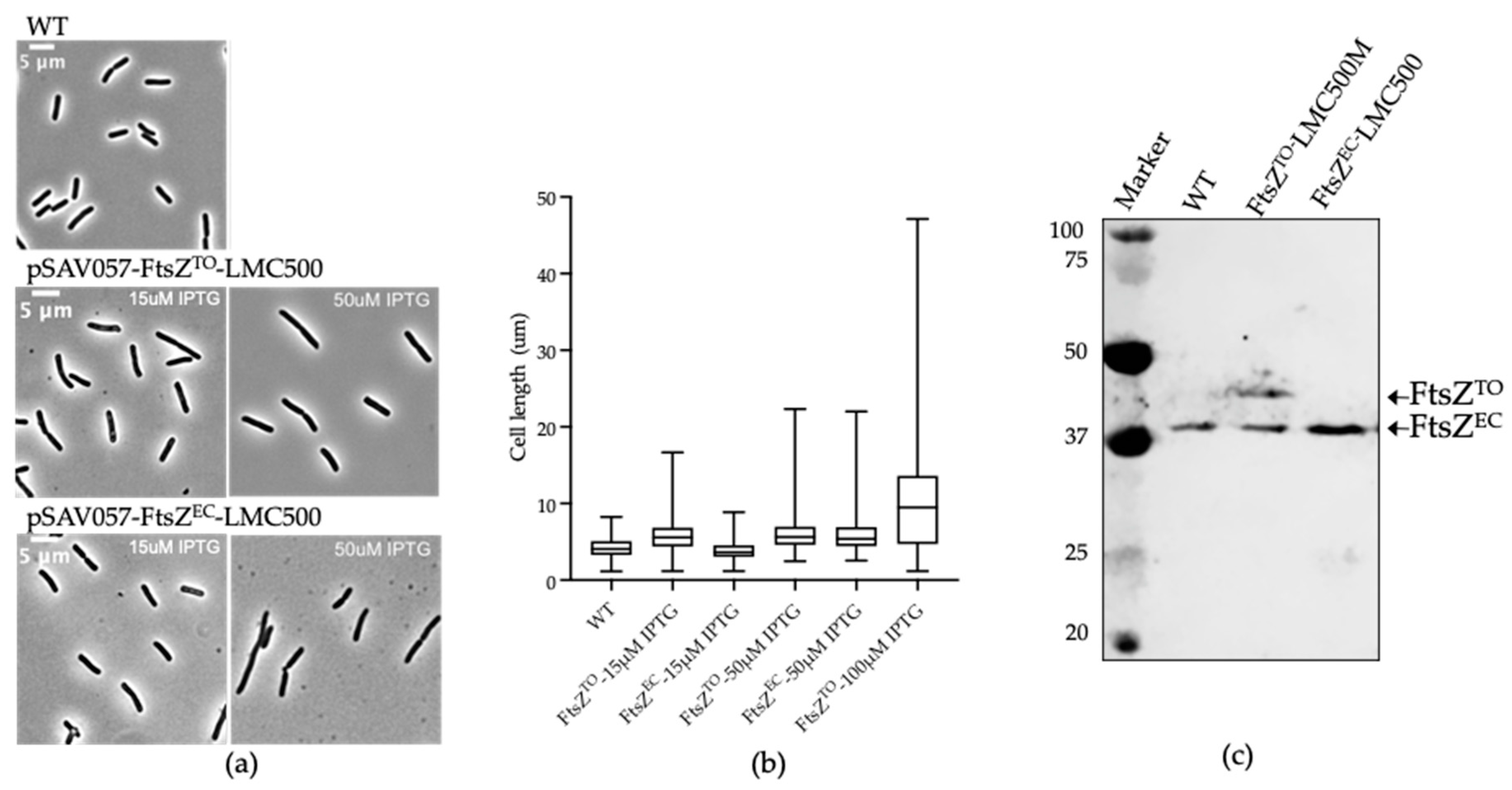 Ijms 23 03016 g001 550