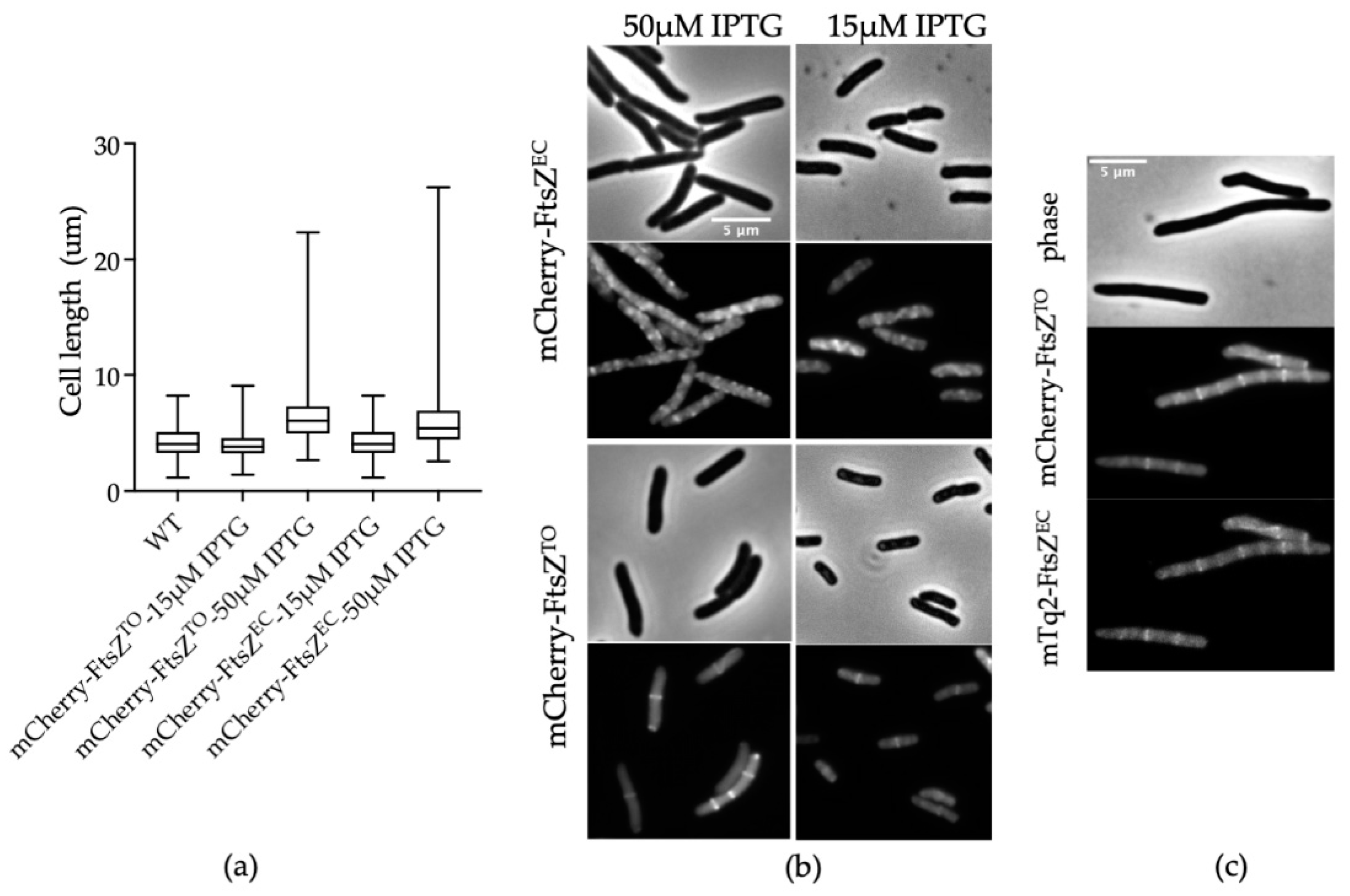 Ijms 23 03016 g002 550