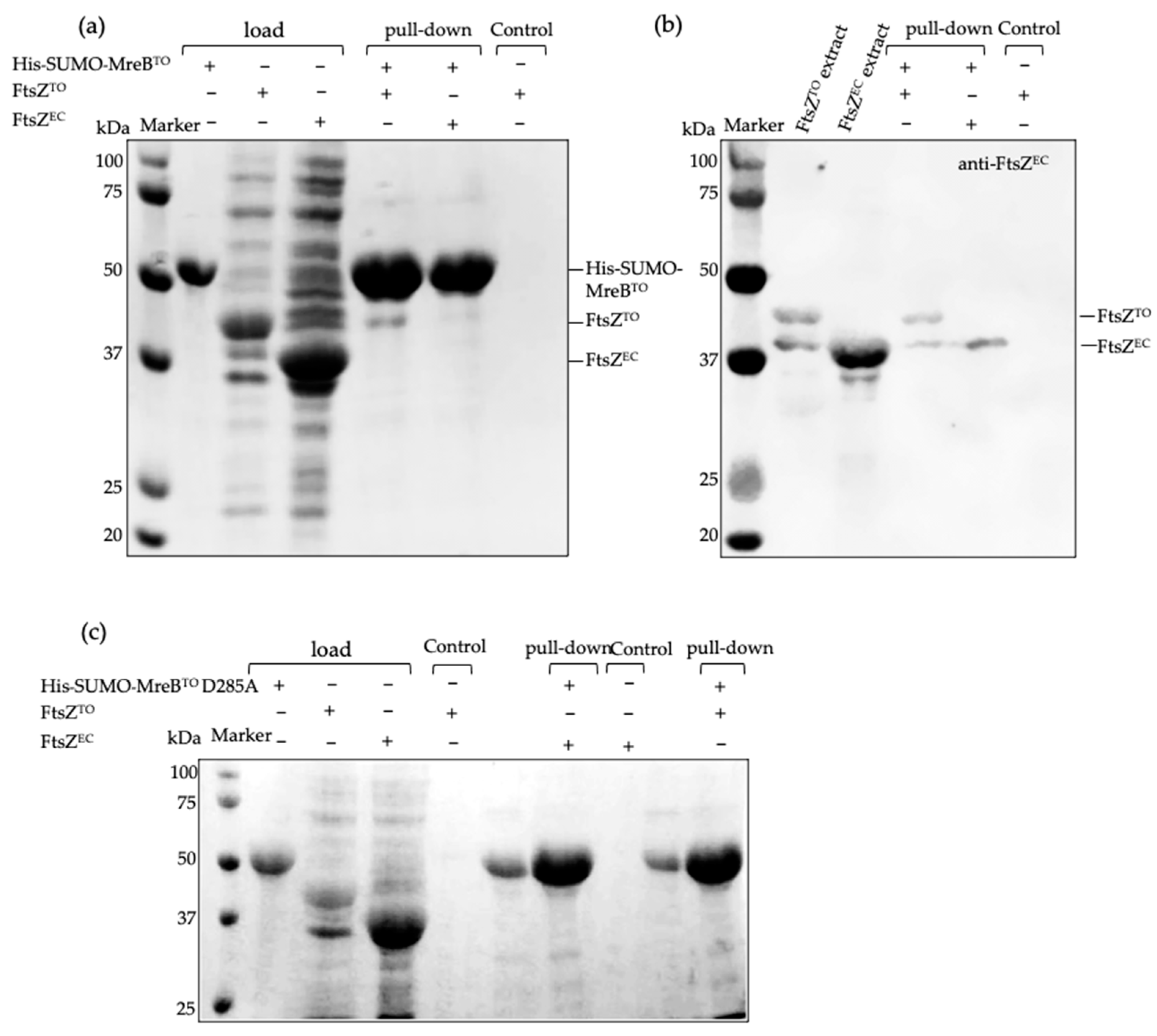 Ijms 23 03016 g006 550