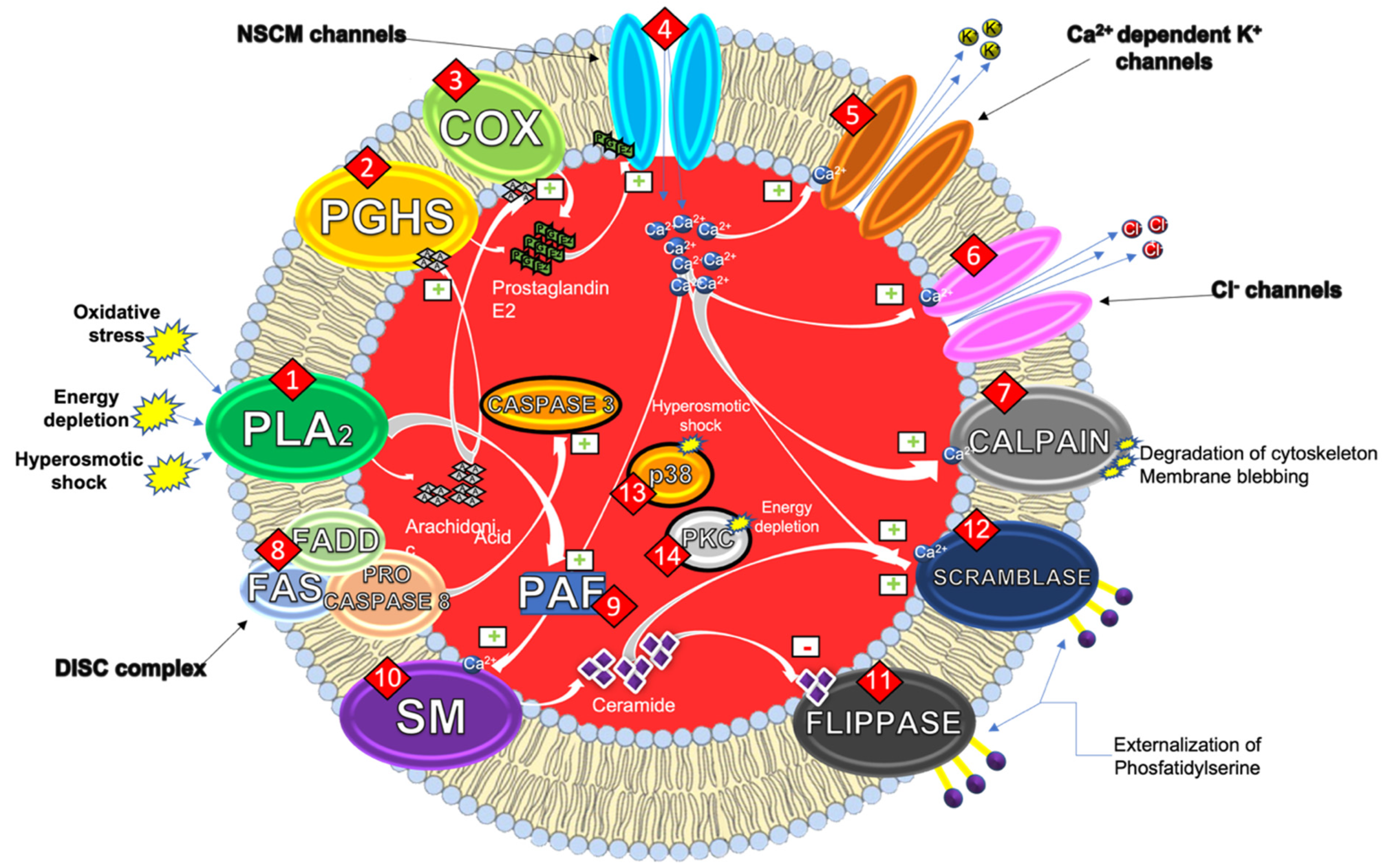 Ijms 23 03019 g001 550