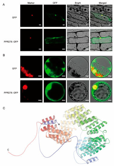 正式的 Mitochondrial in Functions PPR278 Maize RNA Editing and Splicing フィルムカメラ