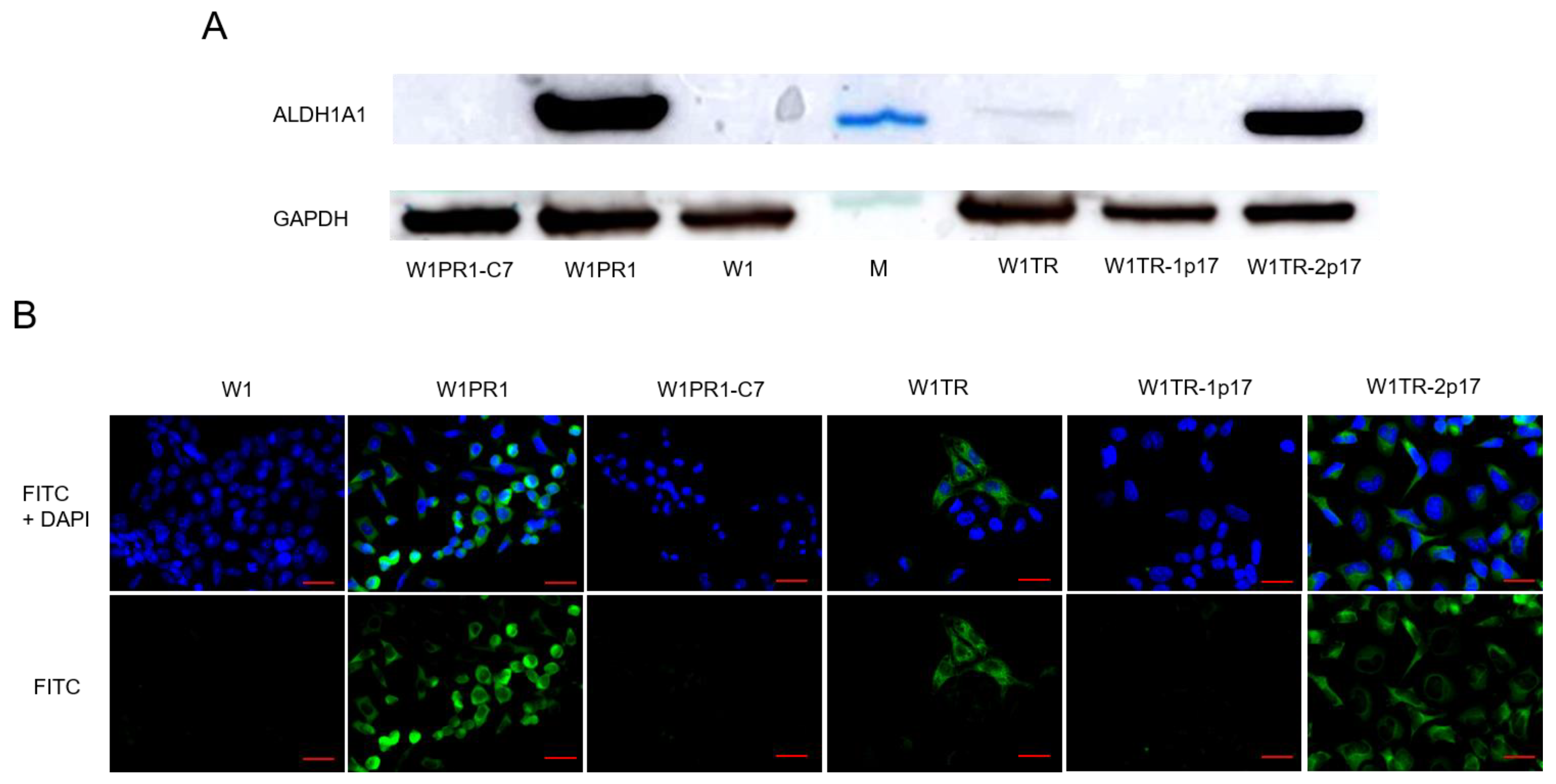 Ijms 23 03036 g002 Ijms 23 03036 g002