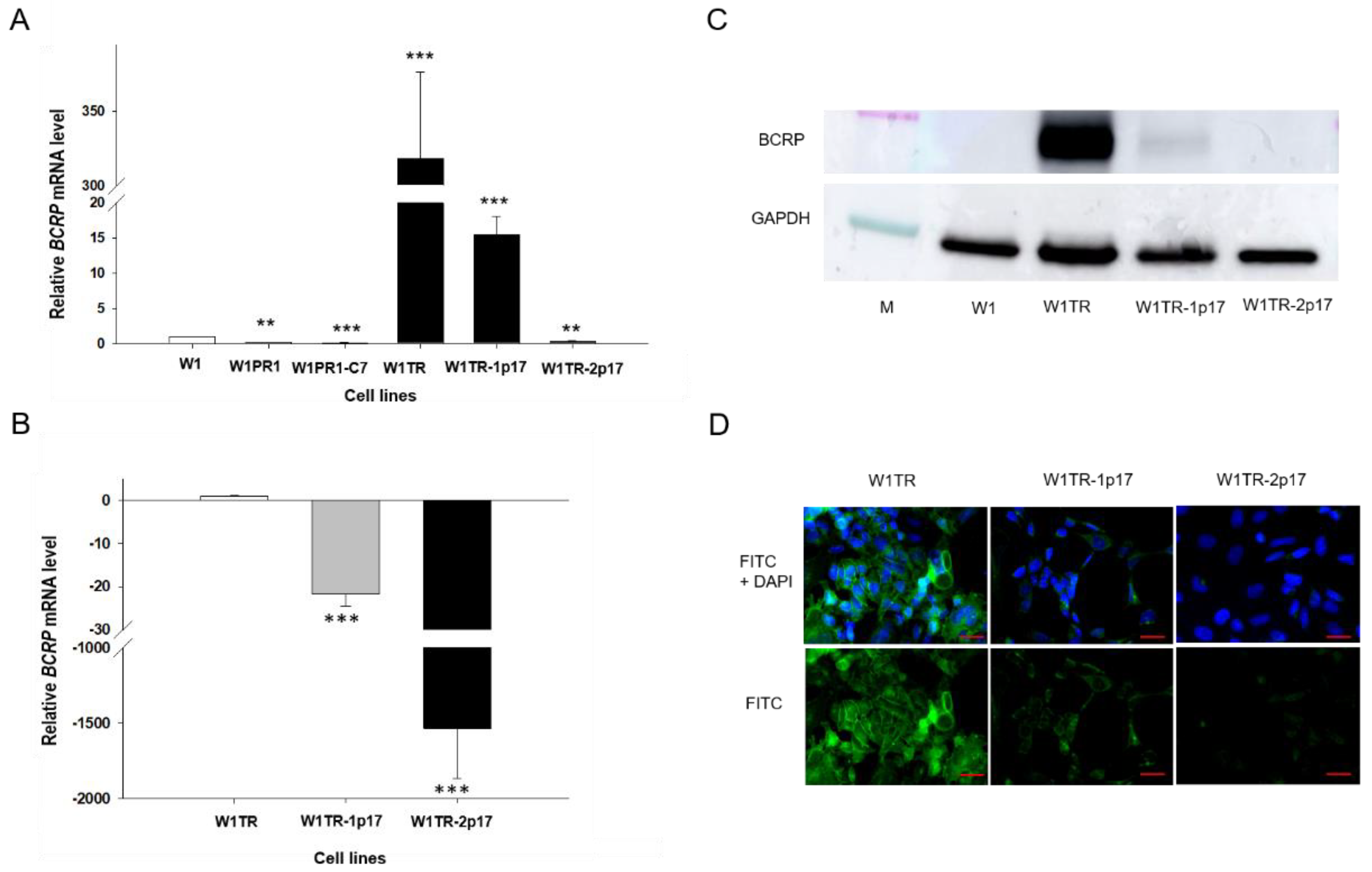 Ijms 23 03036 g004 Ijms 23 03036 g004