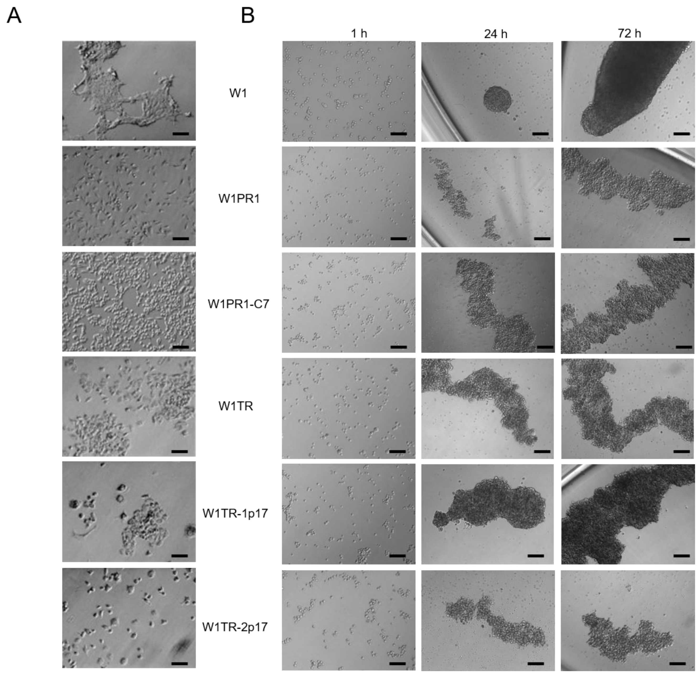 Ijms 23 03036 g006 Ijms 23 03036 g006