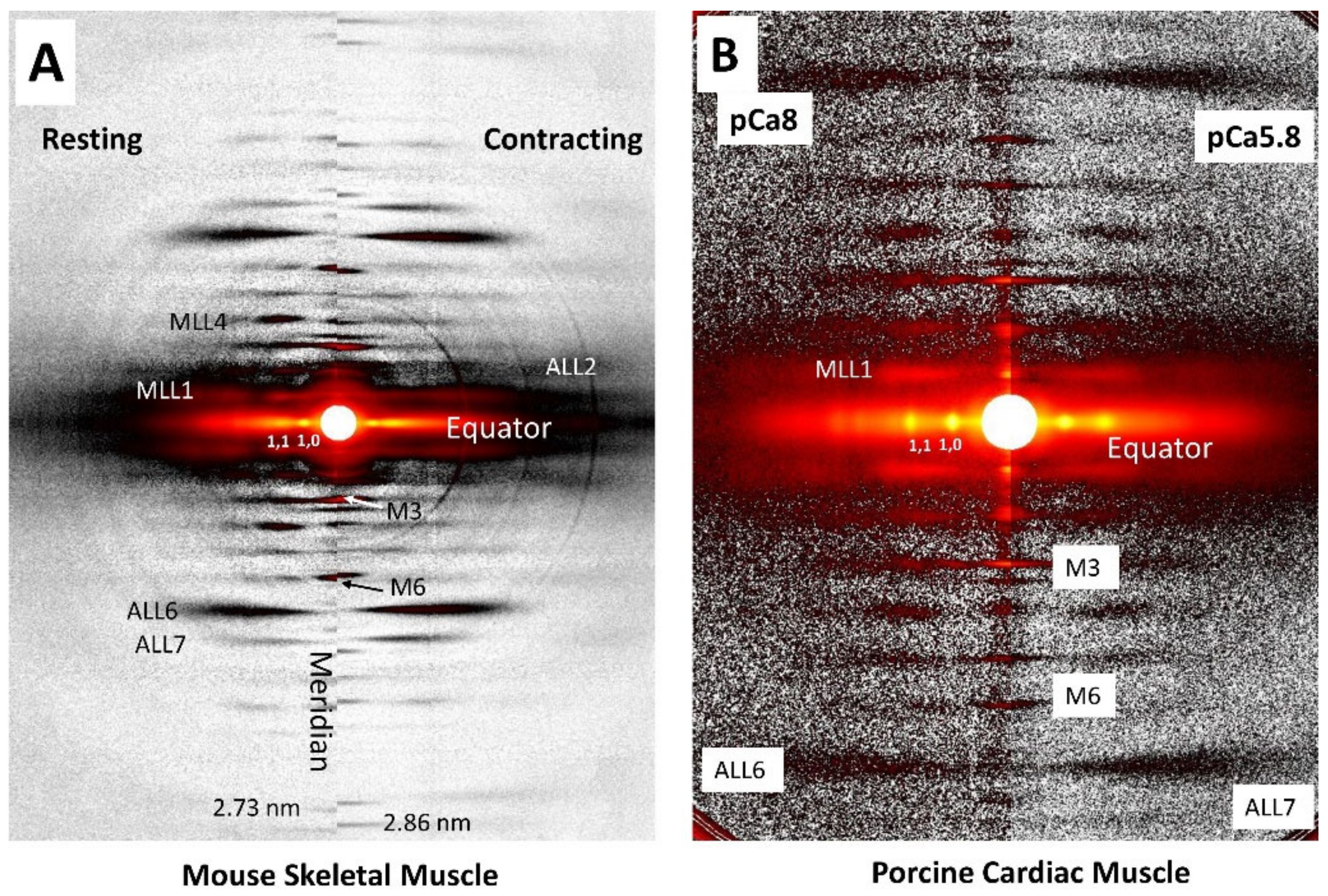Ijms Free Full Text Small Angle X Ray Diffraction As A Tool For Structural Characterization Of Muscle Disease Html