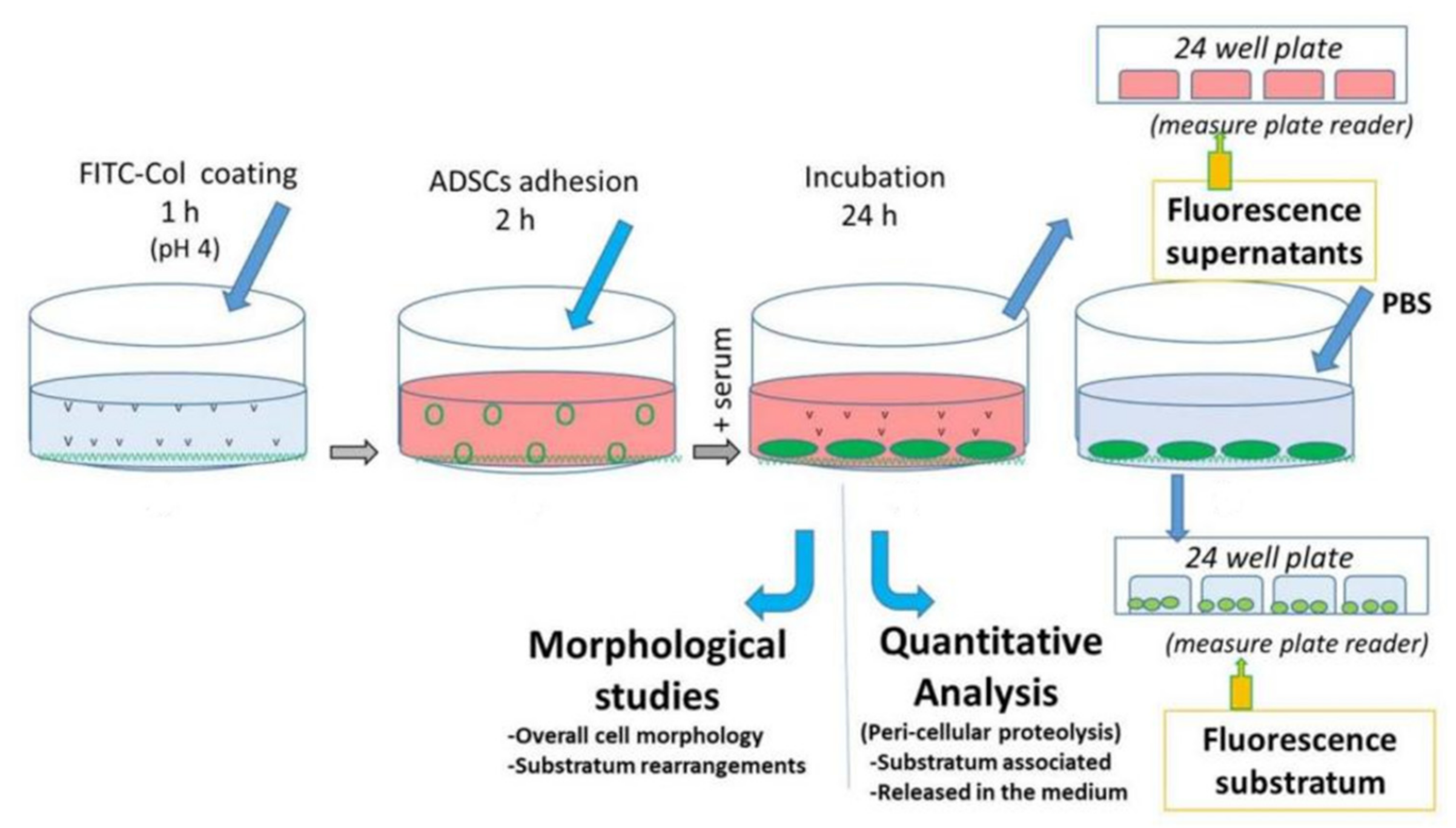 Ijms 23 03058 g001 550