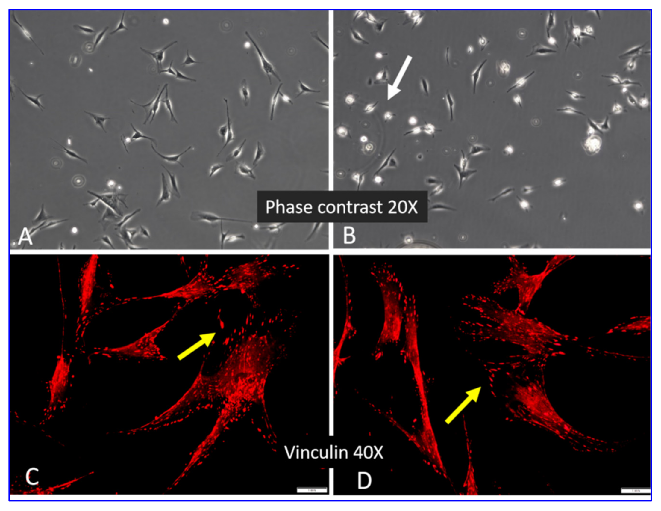 Ijms 23 03058 g002 550