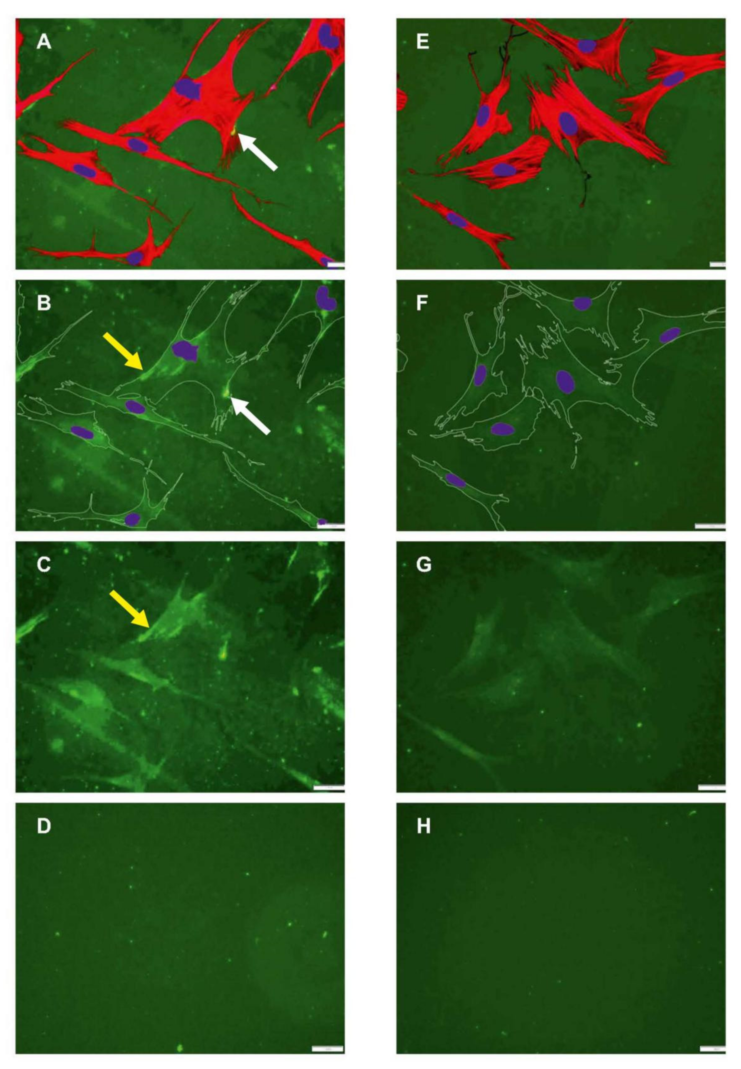 Ijms 23 03058 g003 550