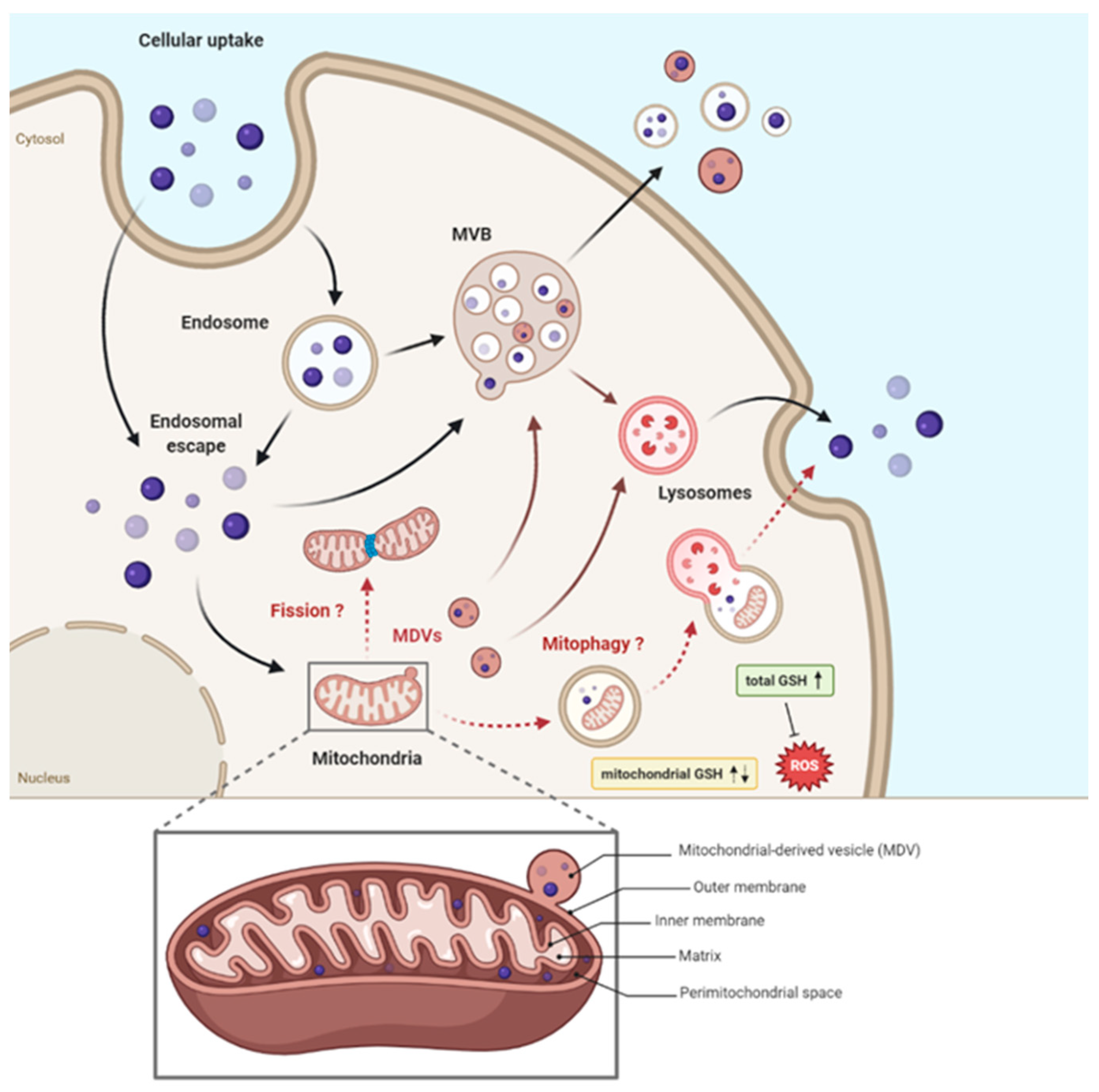 Ijms 23 03069 g005 550
