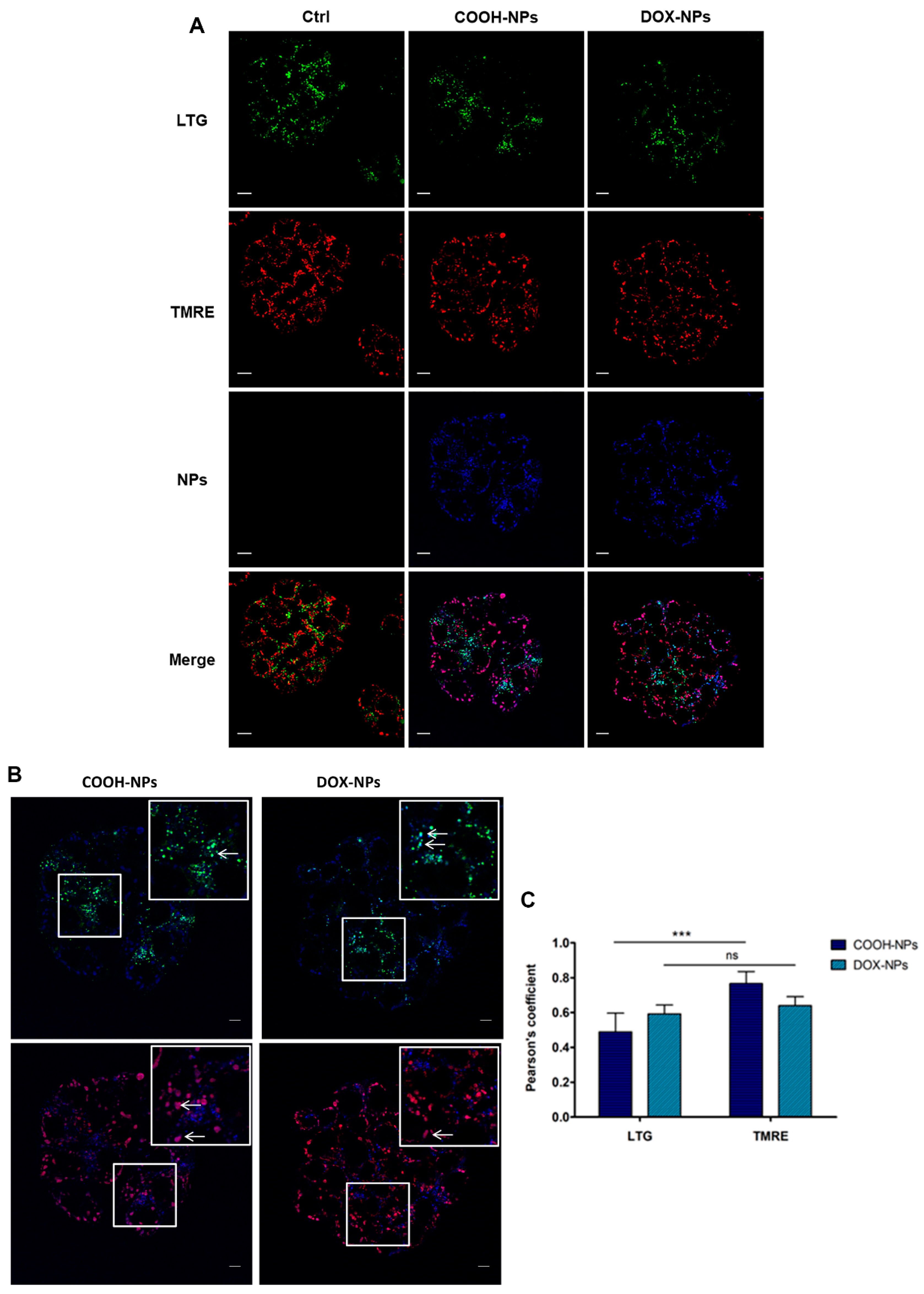 Ijms 23 03069 g006 550