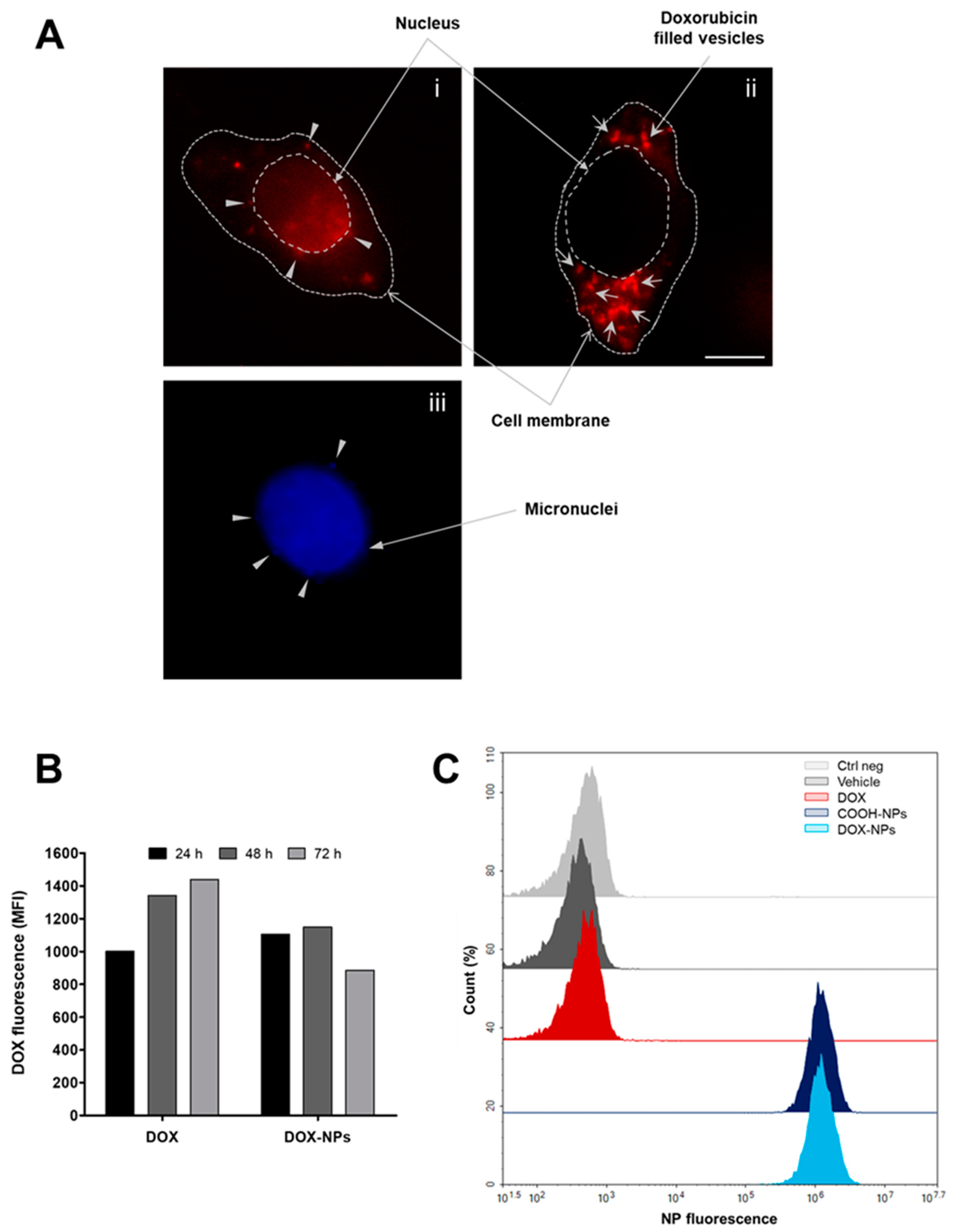 Ijms 23 03069 g007 550