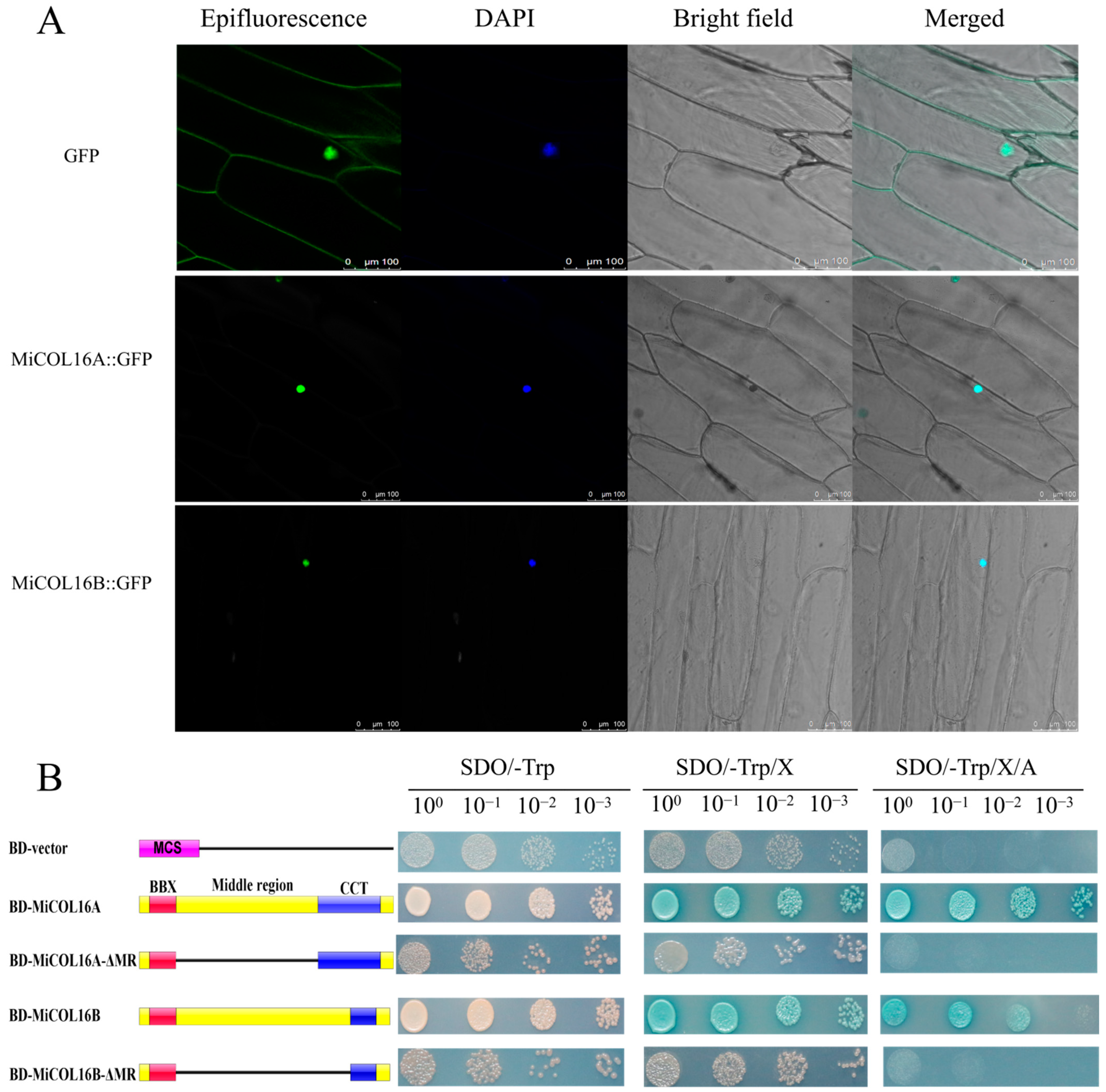 Ijms 23 03075 g004 Ijms 23 03075 g004