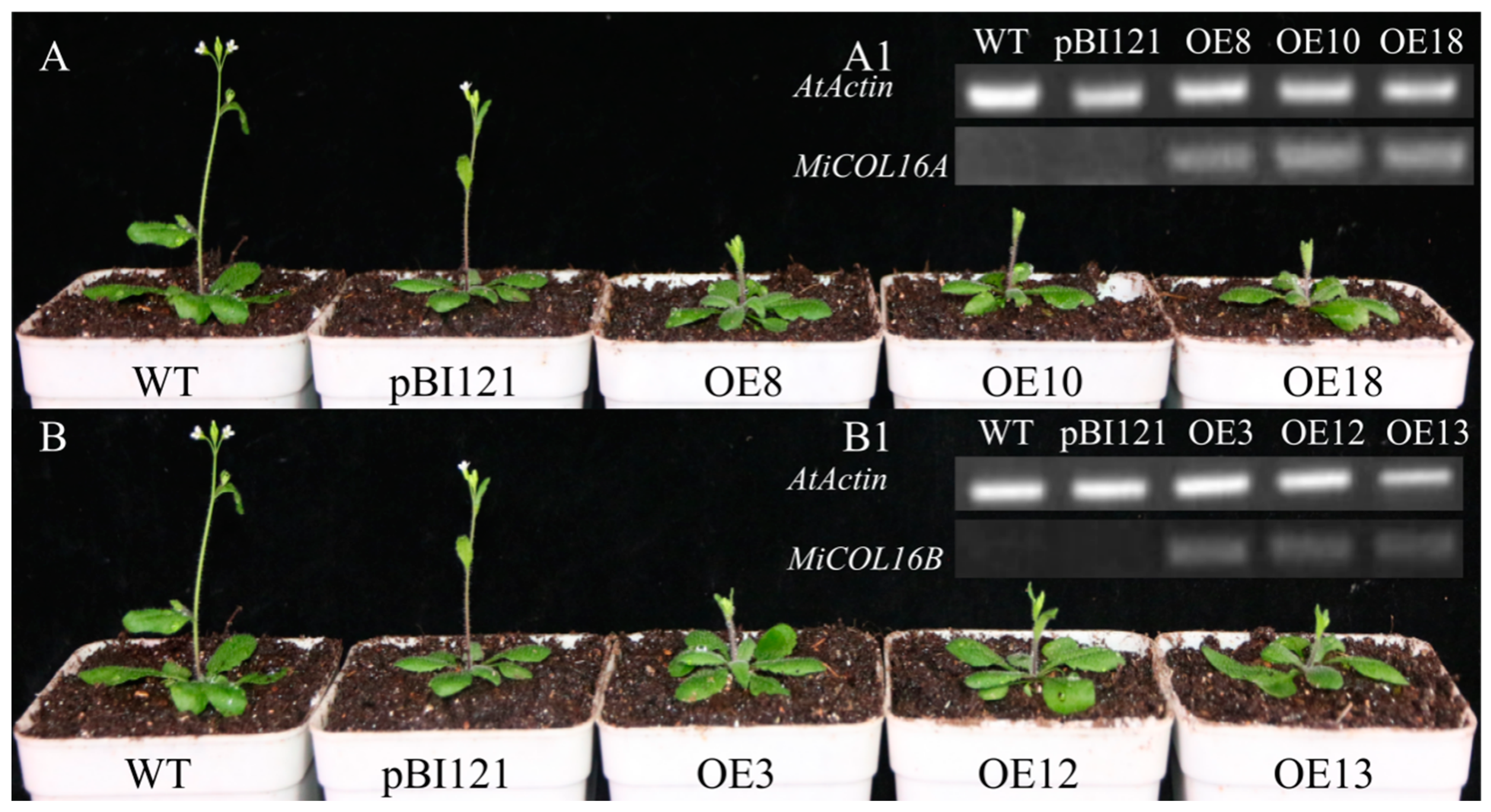 Ijms 23 03075 g005 Ijms 23 03075 g005
