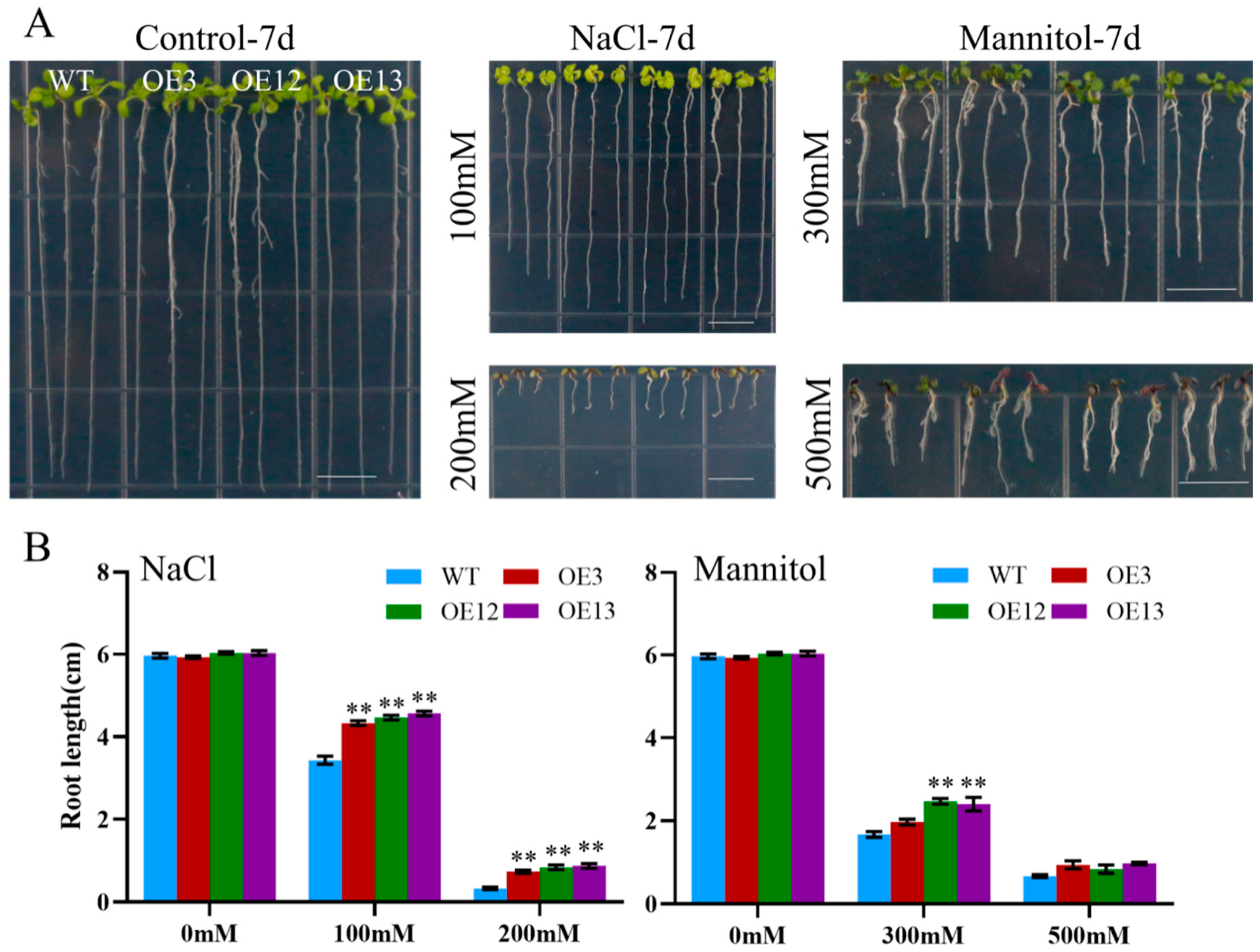 Ijms 23 03075 g009 Ijms 23 03075 g009