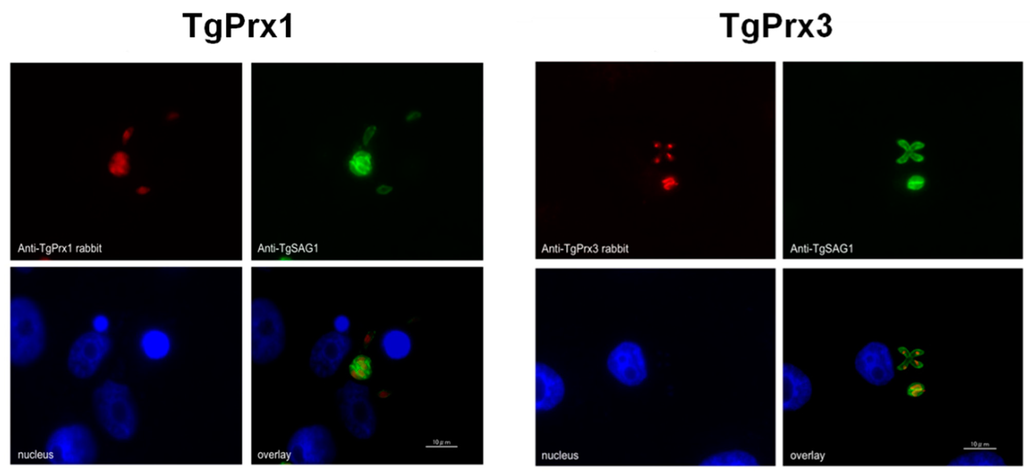 Ijms 23 03076 g001 550