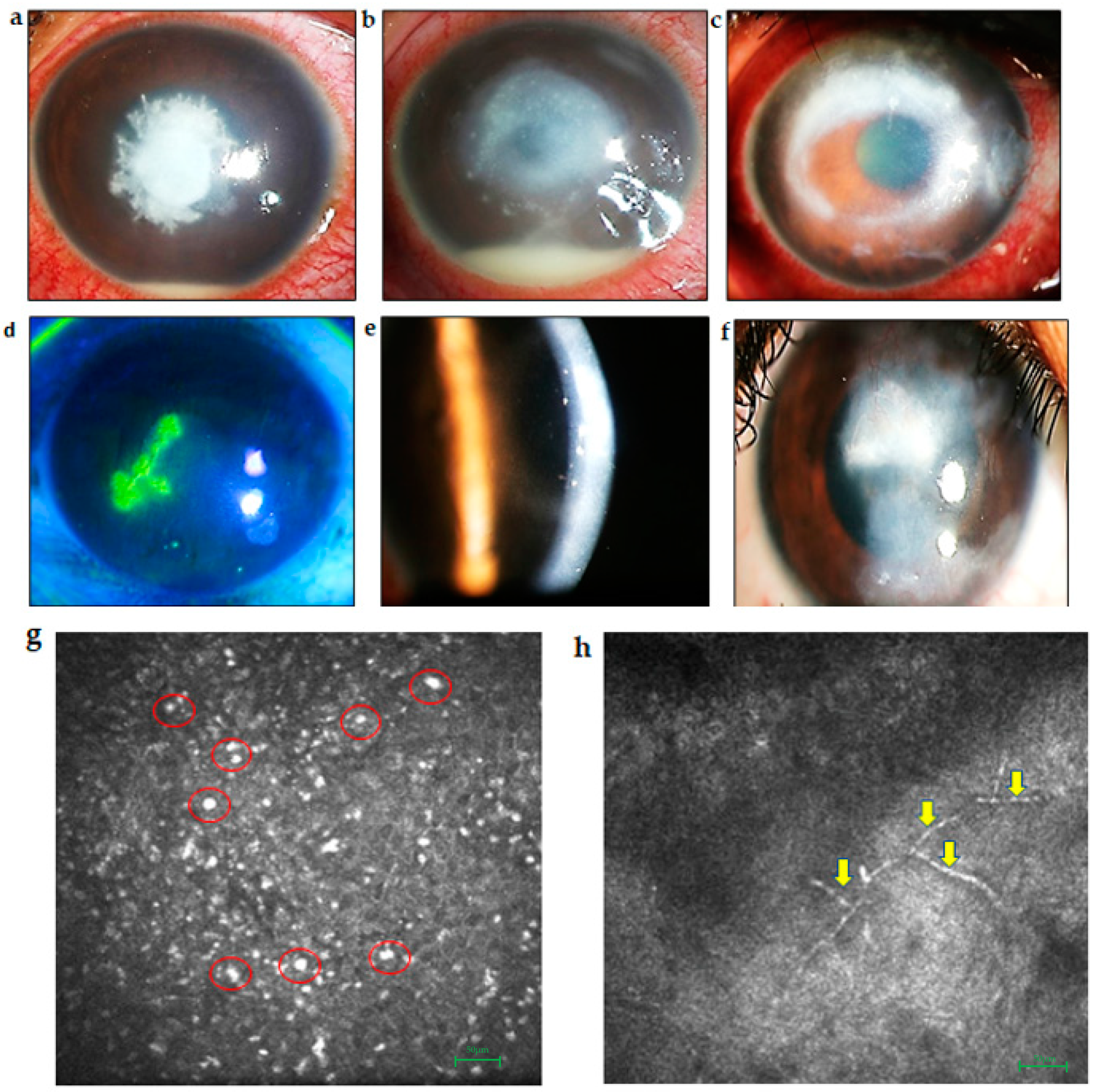 Ijms 23 03111 g002 Ijms 23 03111 g002