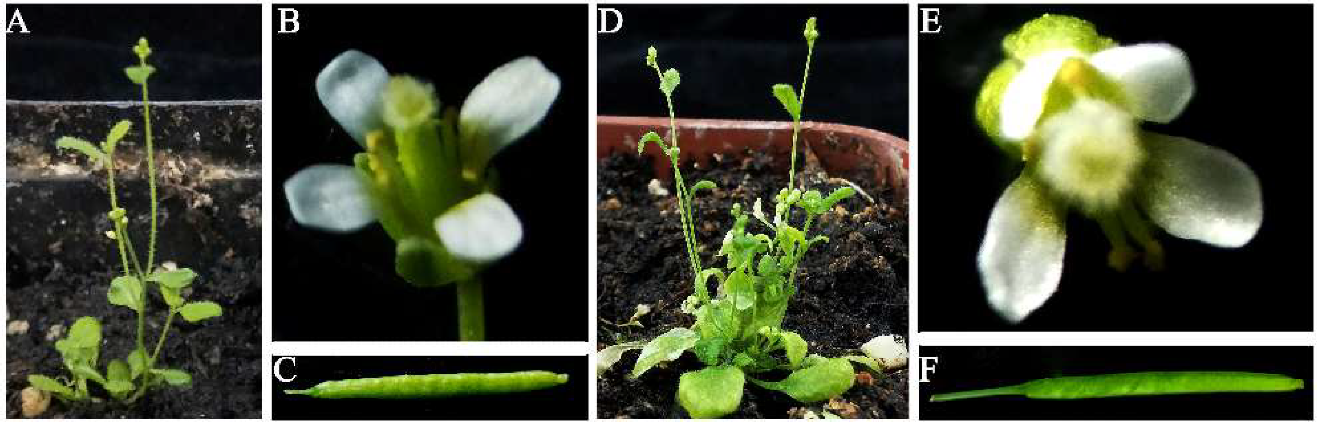 Ijms 23 03116 g005 Ijms 23 03116 g005