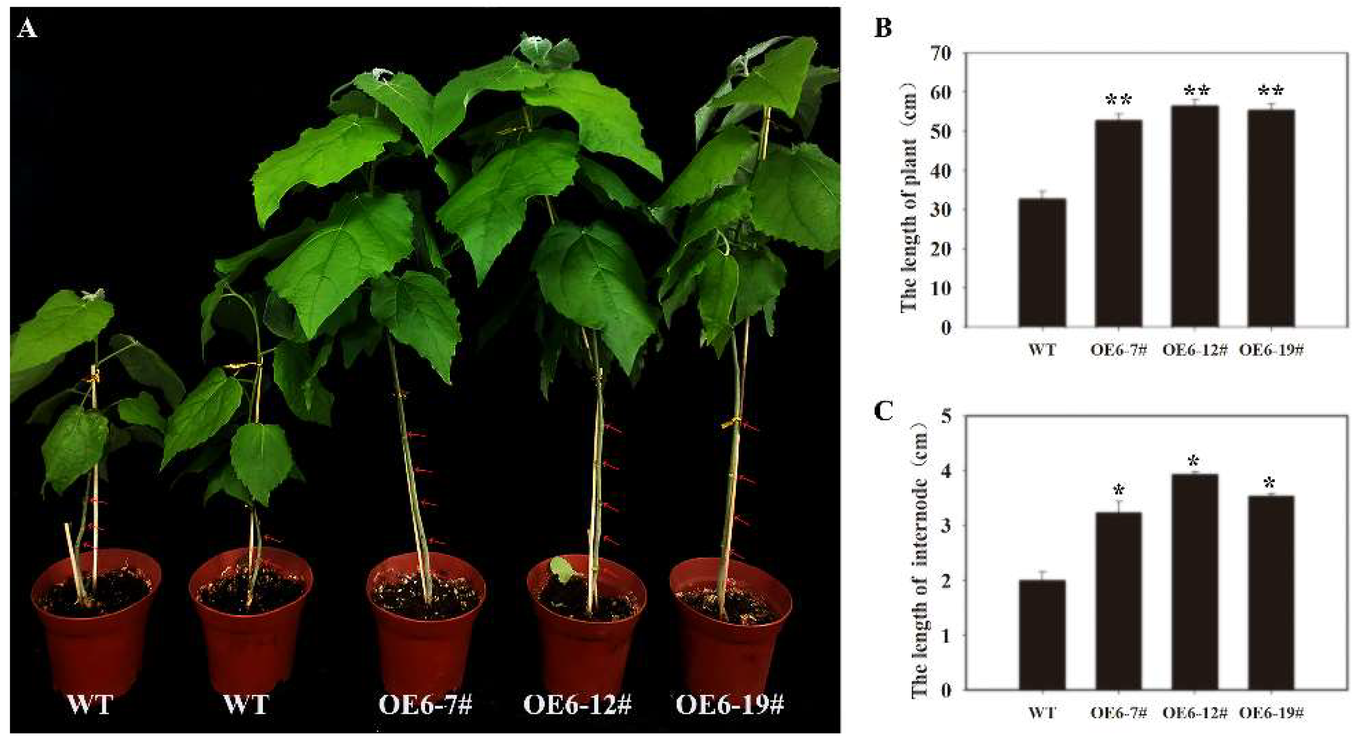 Ijms 23 03116 g008 Ijms 23 03116 g008