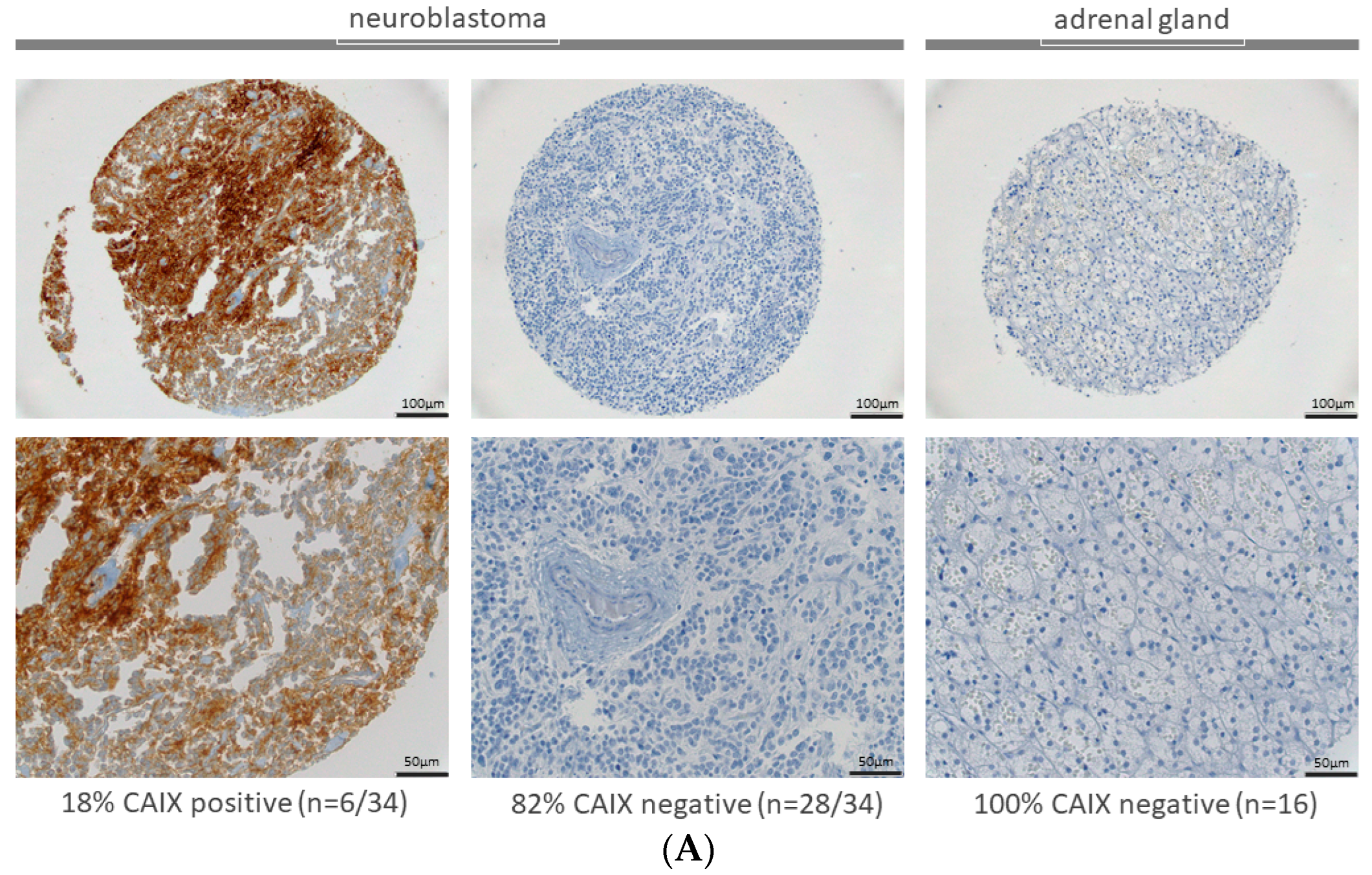 Ijms 23 03128 g001a 550