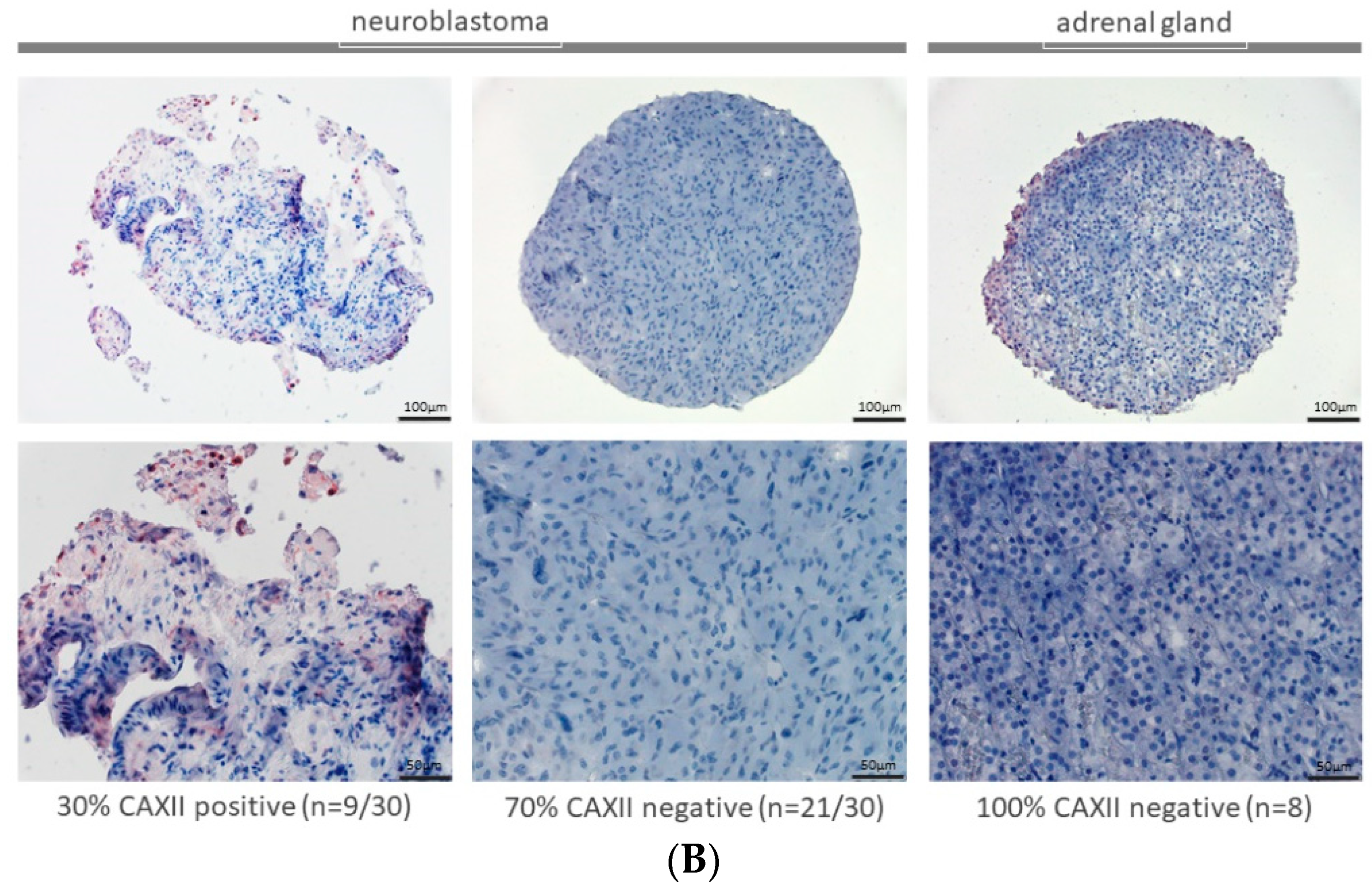 Ijms 23 03128 g001b 550