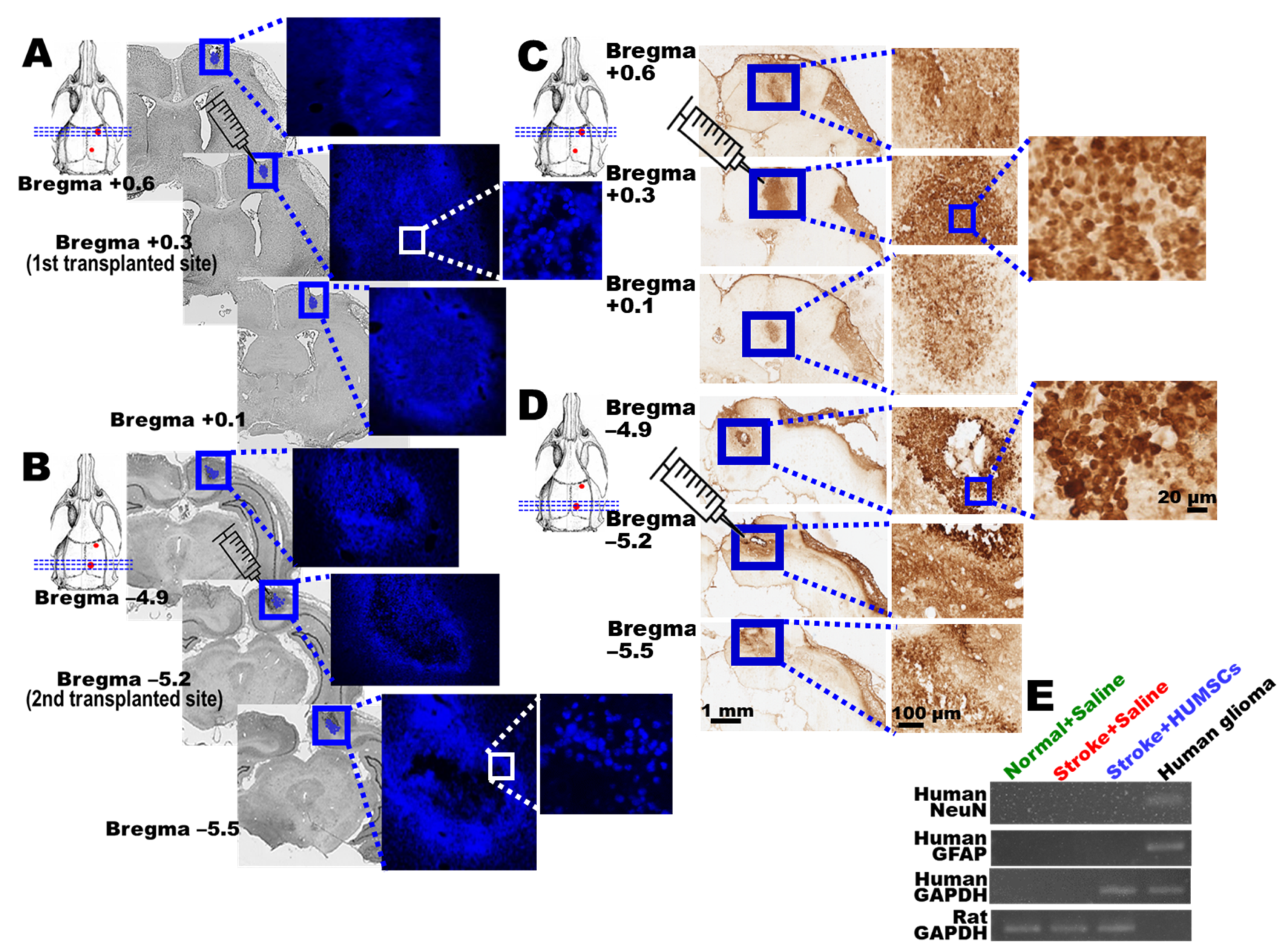 Ijms 23 03149 g006 550