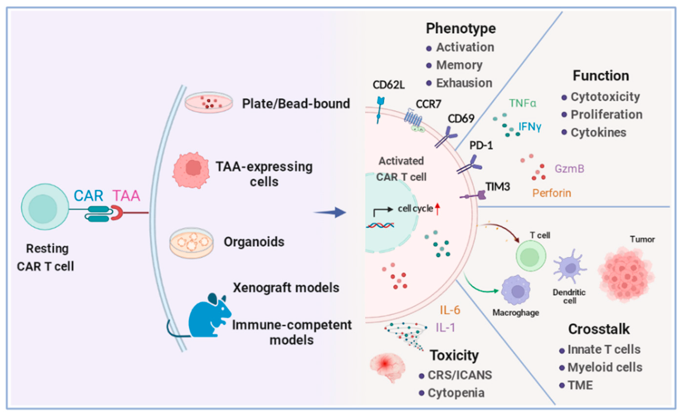 IJMS | Free Full-Text | Preclinical Evaluation of CAR T Cell Function: In  Vitro and In Vivo Models