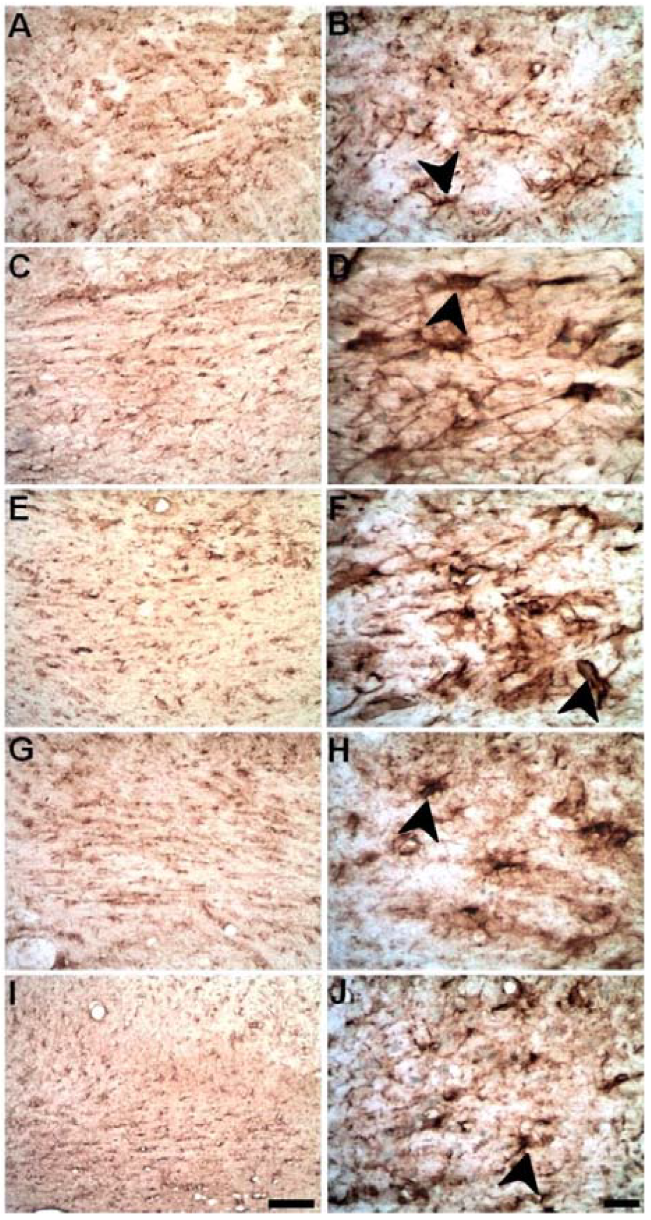 Ijms 23 03179 g006 550