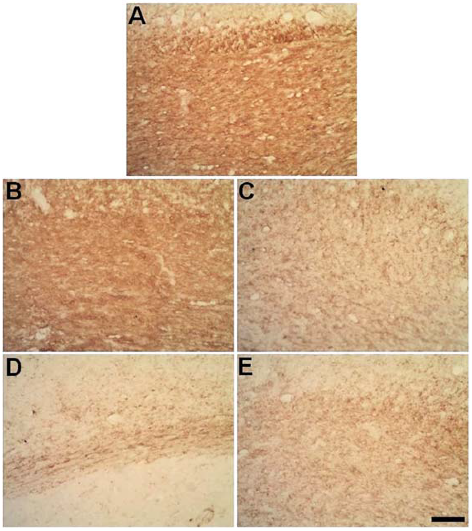 Ijms 23 03179 g007 550