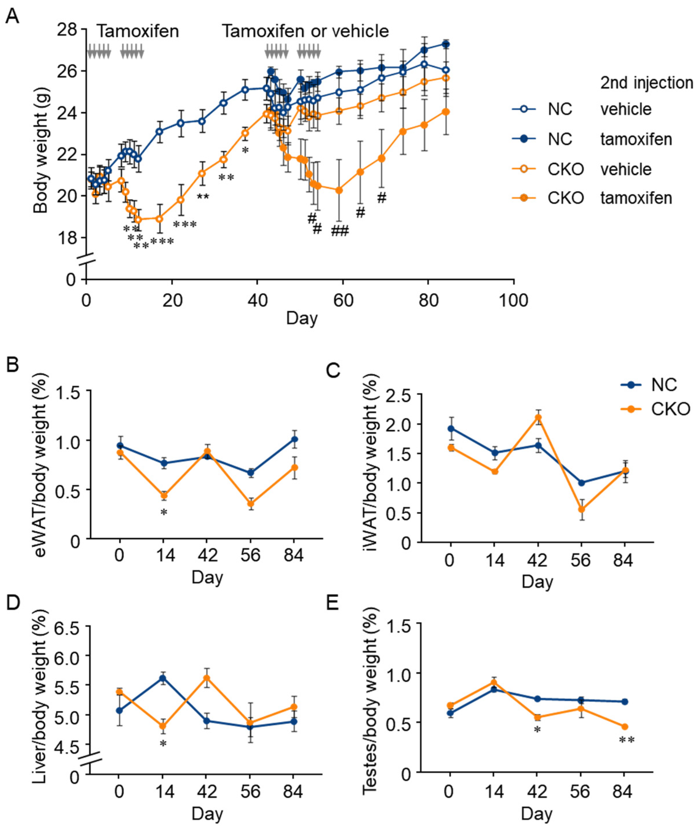 IJMS | Free Full-Text | Inducible Systemic Gcn1 Deletion in Mice 
