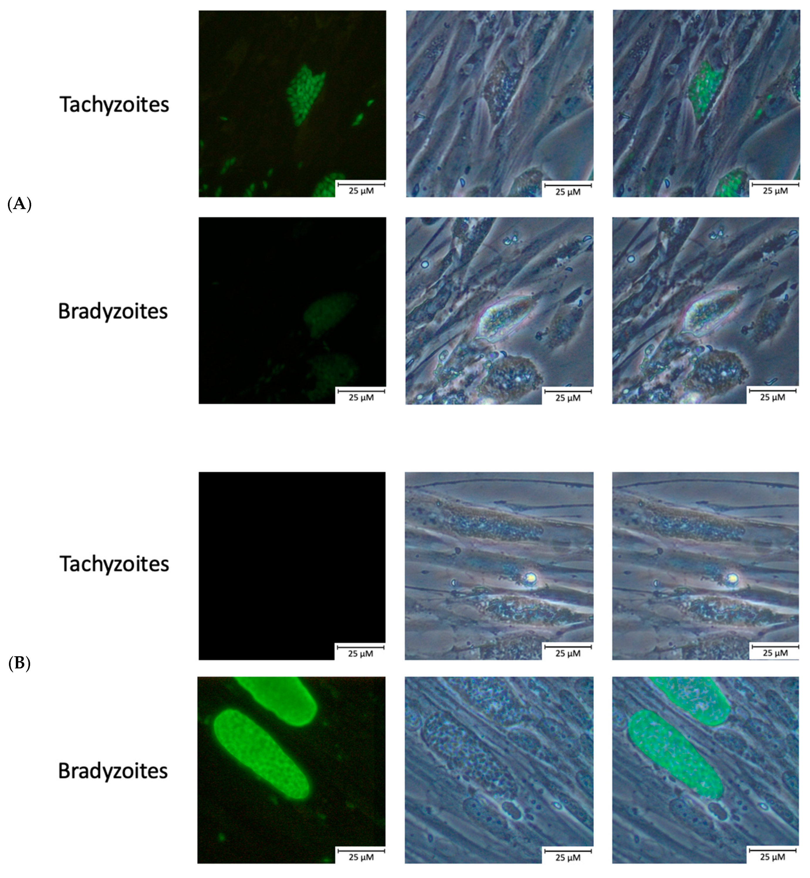 Ijms 23 03213 g001 550