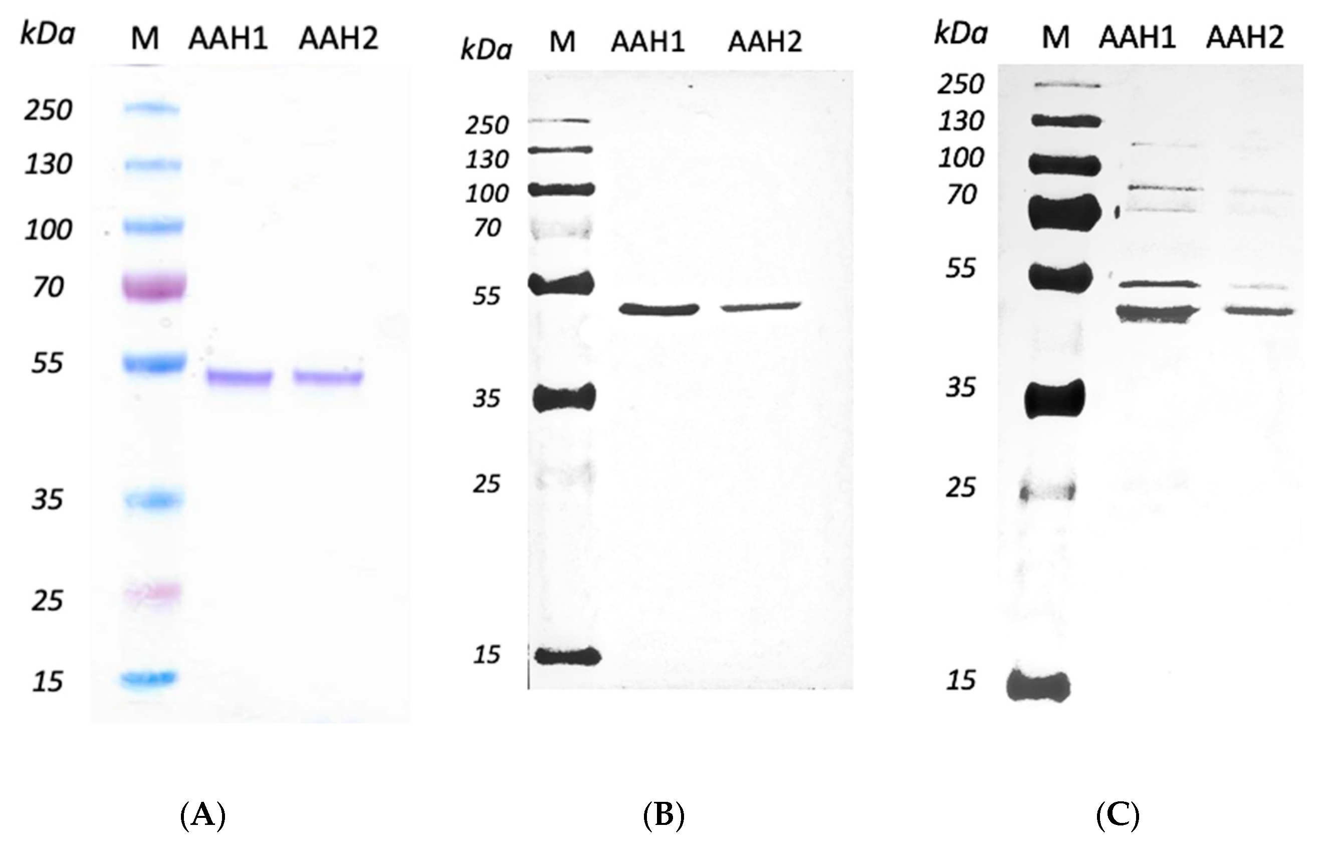 Ijms 23 03213 g002 550