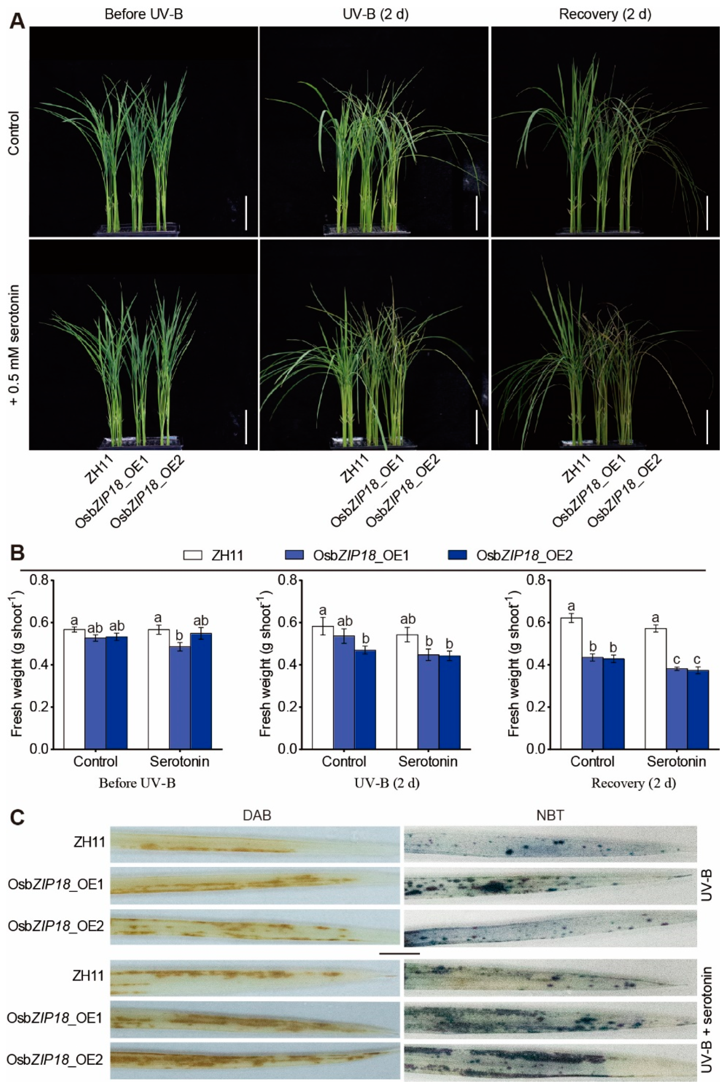 Ijms 23 03215 g006 550