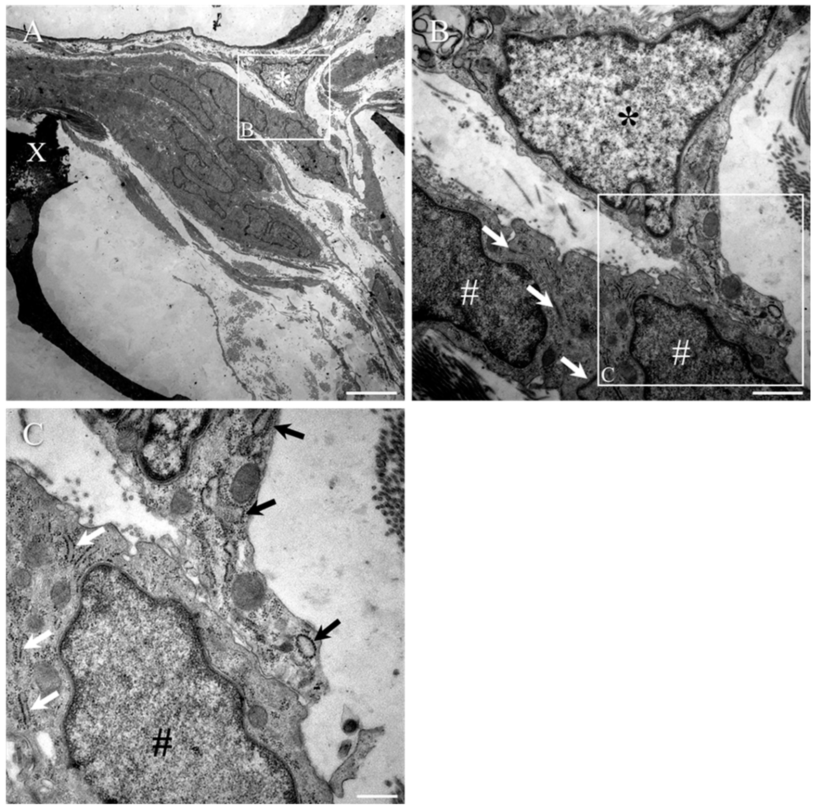 Ijms 23 03221 g009 550