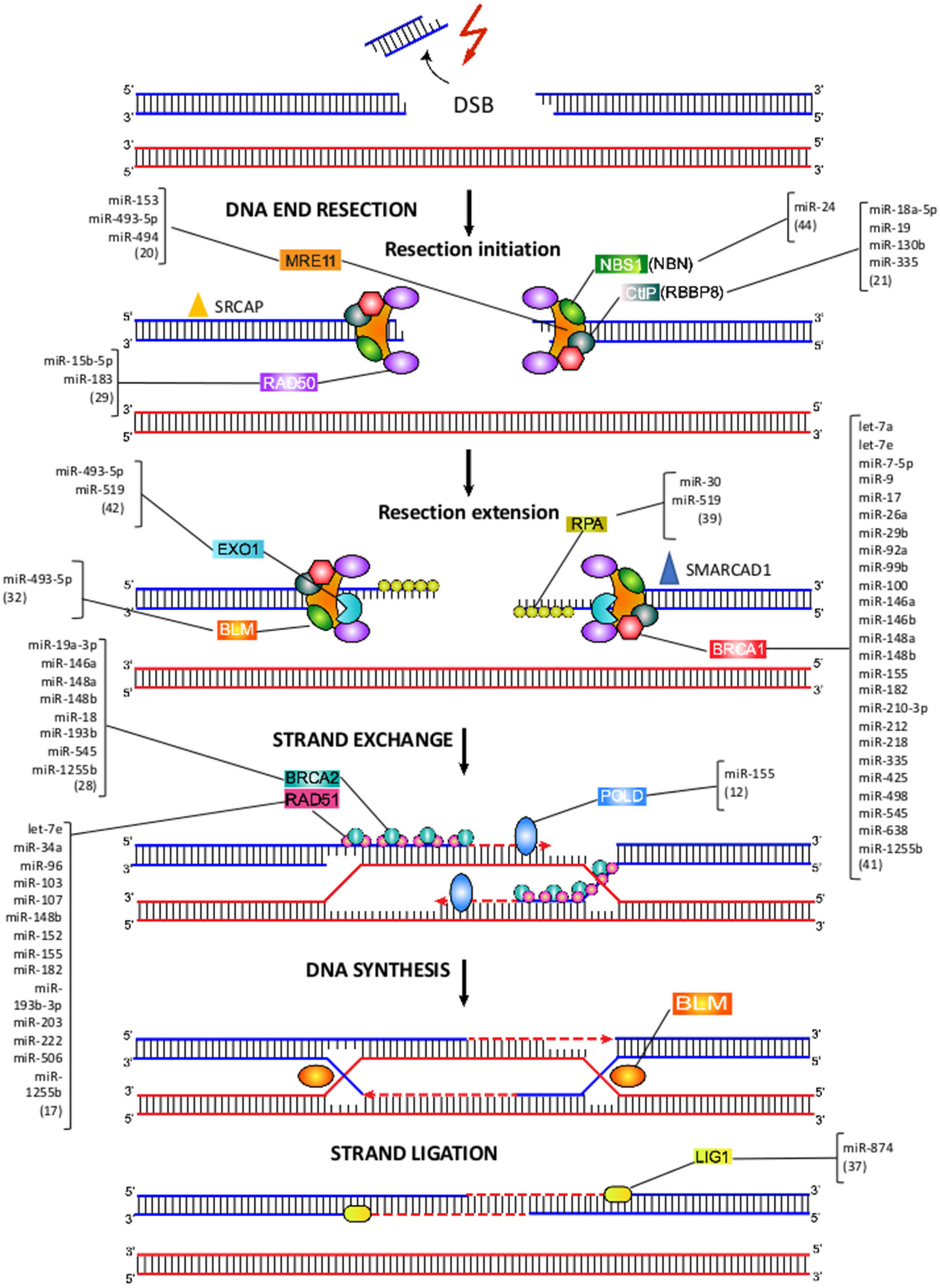 Ijms 23 03231 g004 550