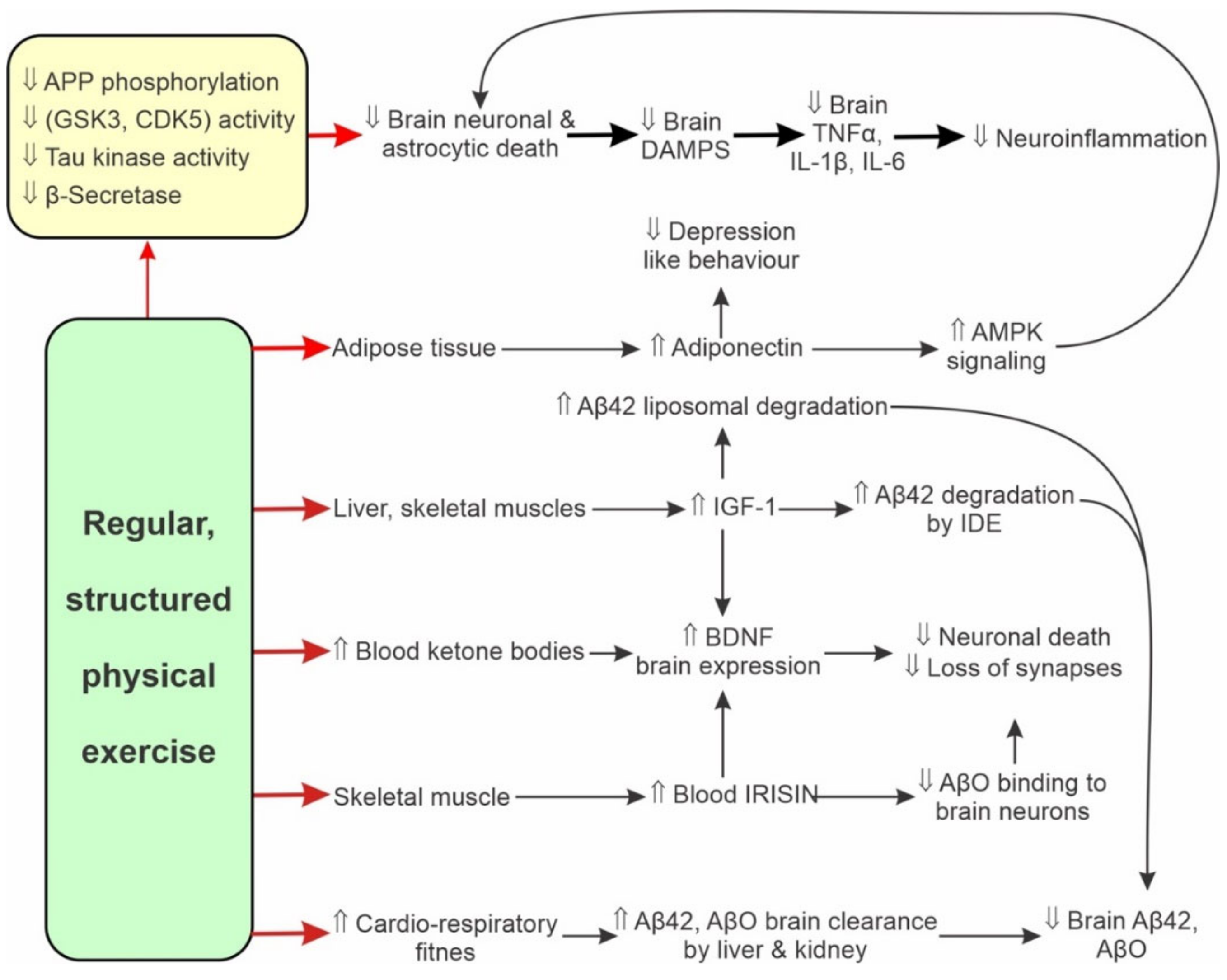 IJMS | Free Full-Text | Physical Exercise, a Potential Non 