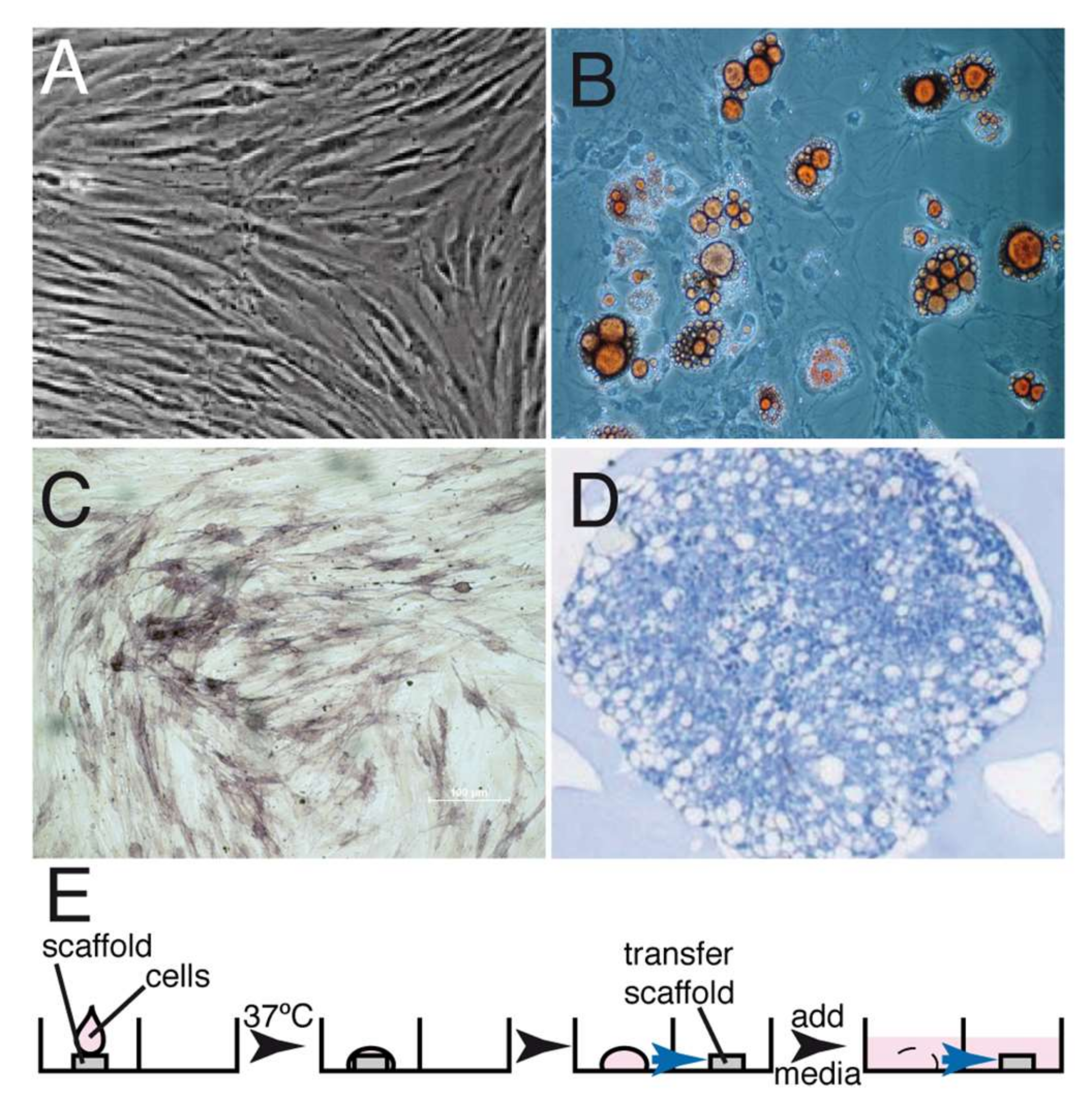 Ijms 23 03248 g001 550