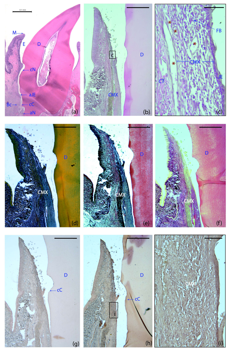 Ijms 23 03248 g003 550