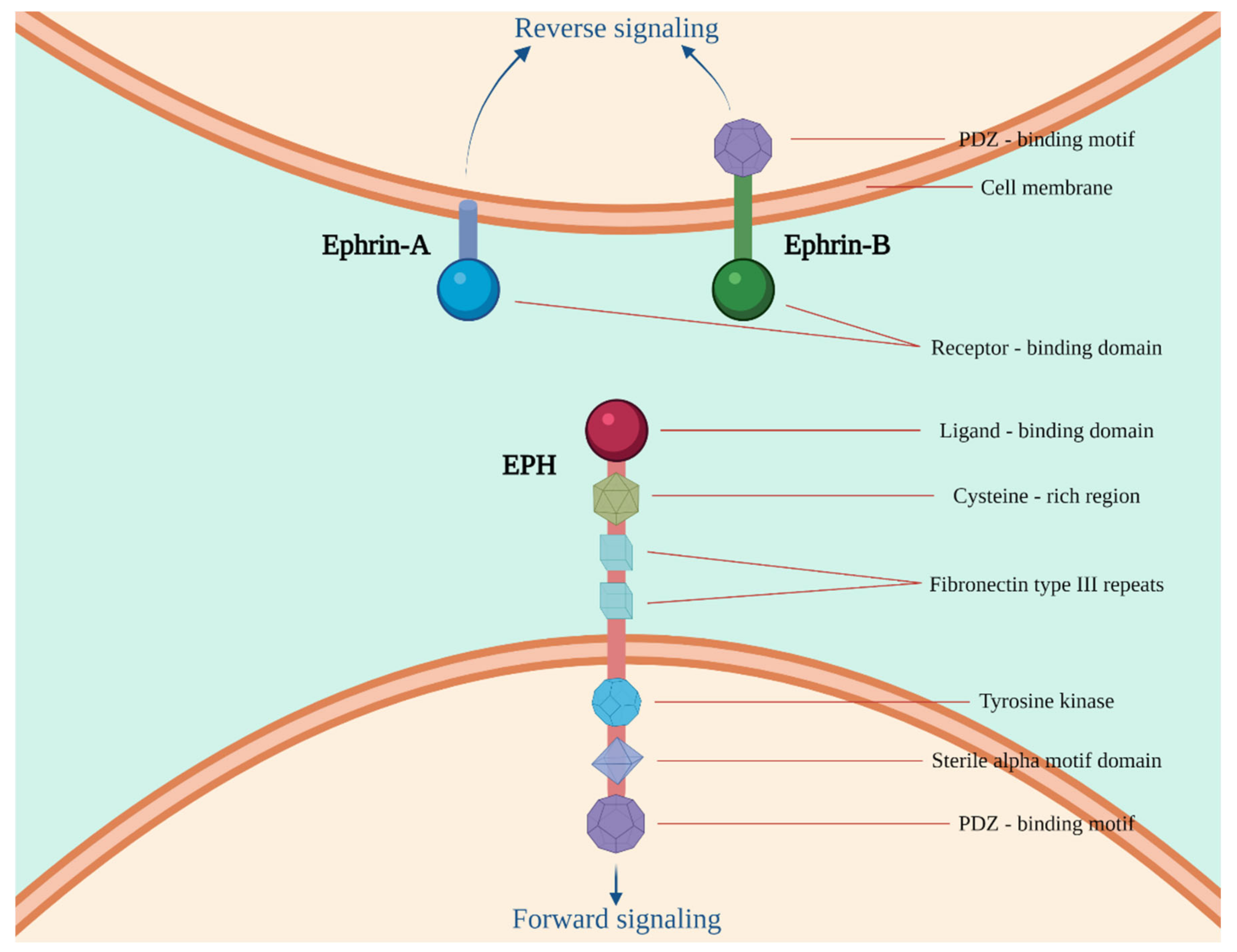 Ijms 23 03249 g001 Ijms 23 03249 g001