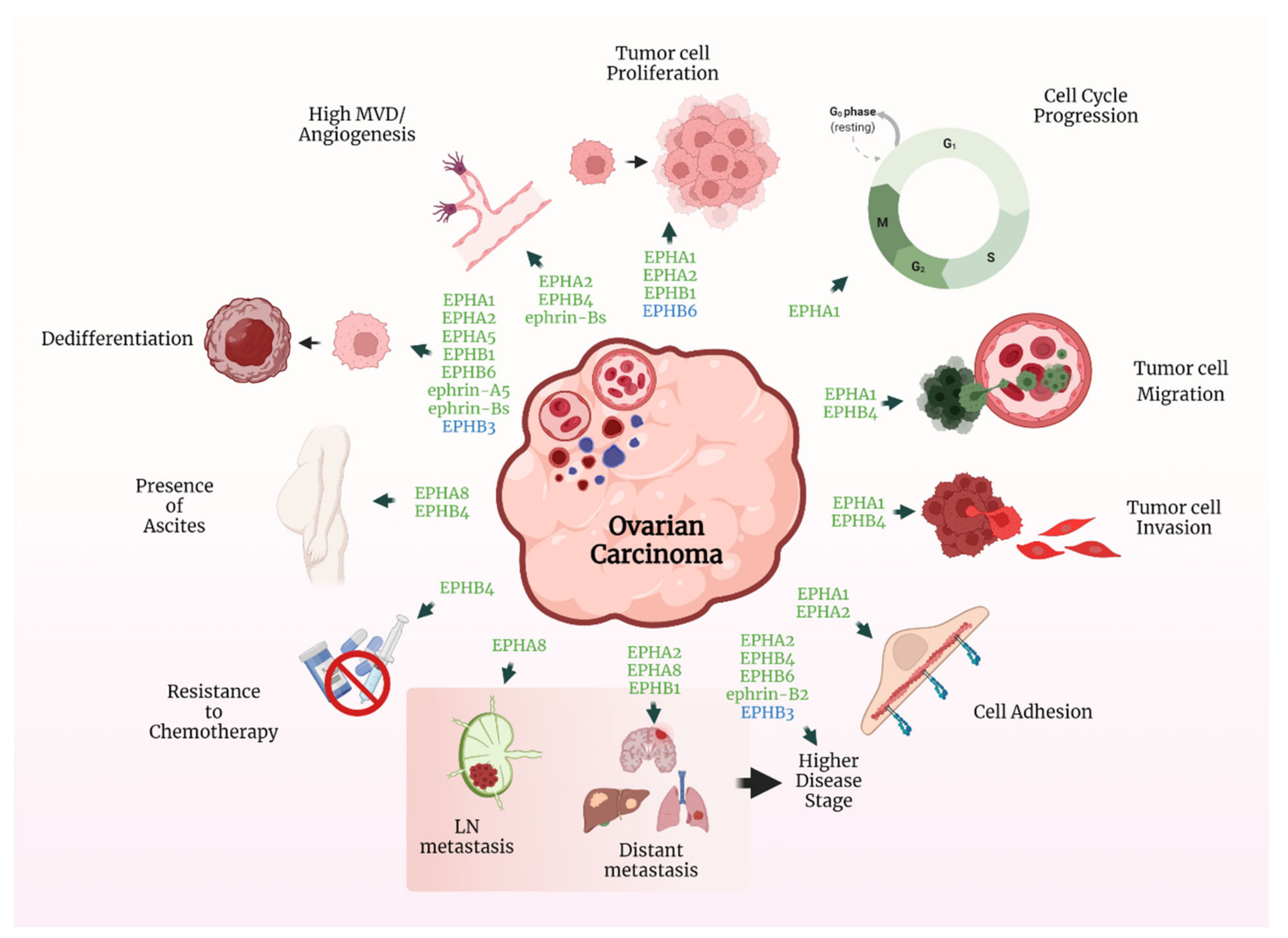 Ijms 23 03249 g002 Ijms 23 03249 g002