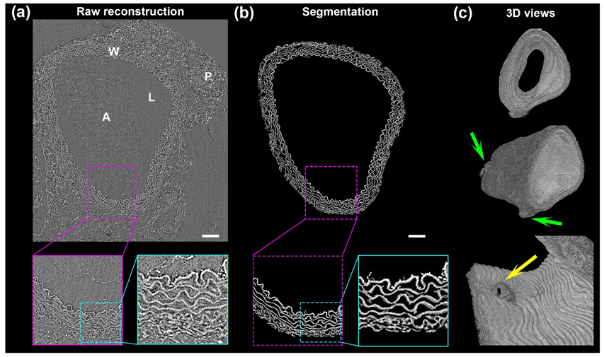 Ijms 23 03250 g001 550