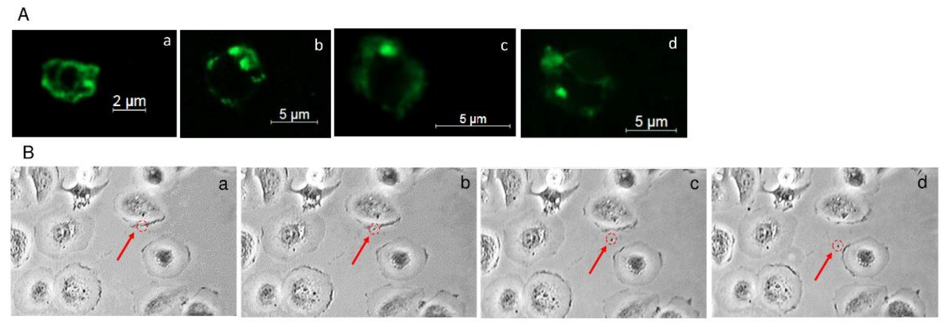 Ijms 23 03262 g001 550