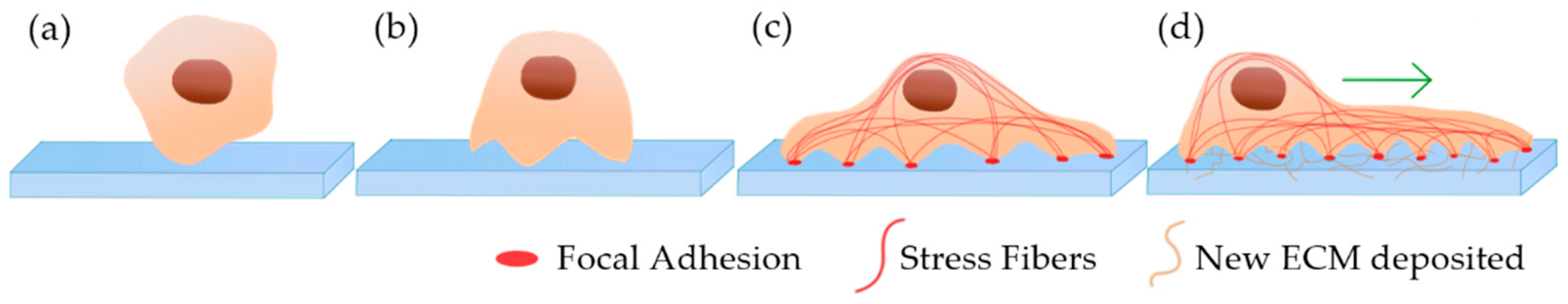Ijms 23 03265 g005 550
