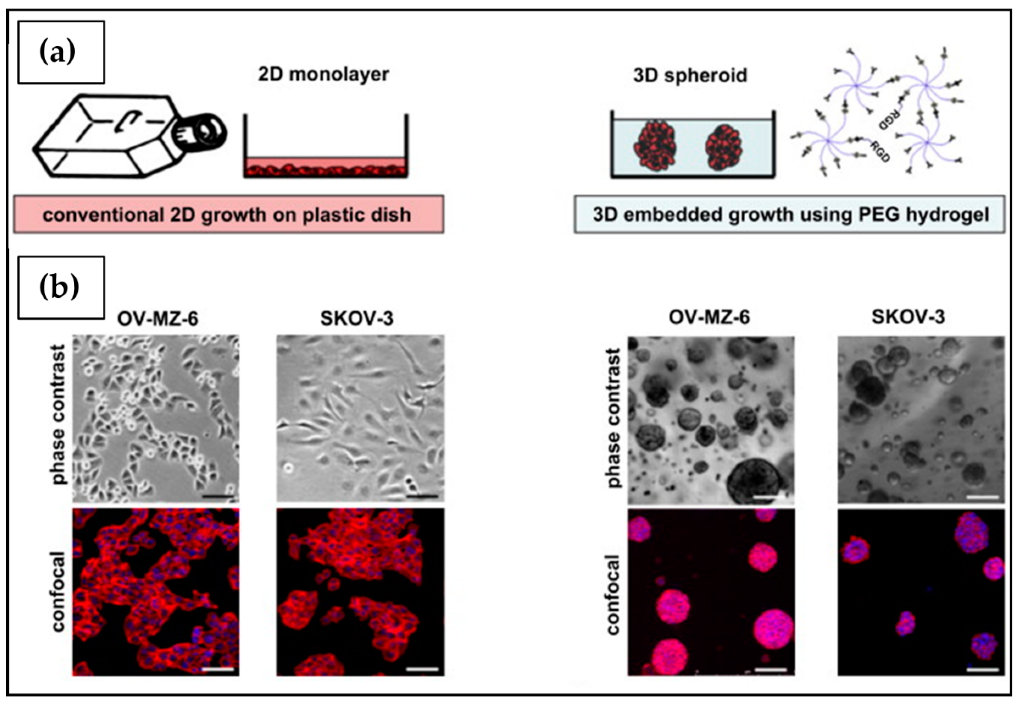Ijms 23 03265 g016 550