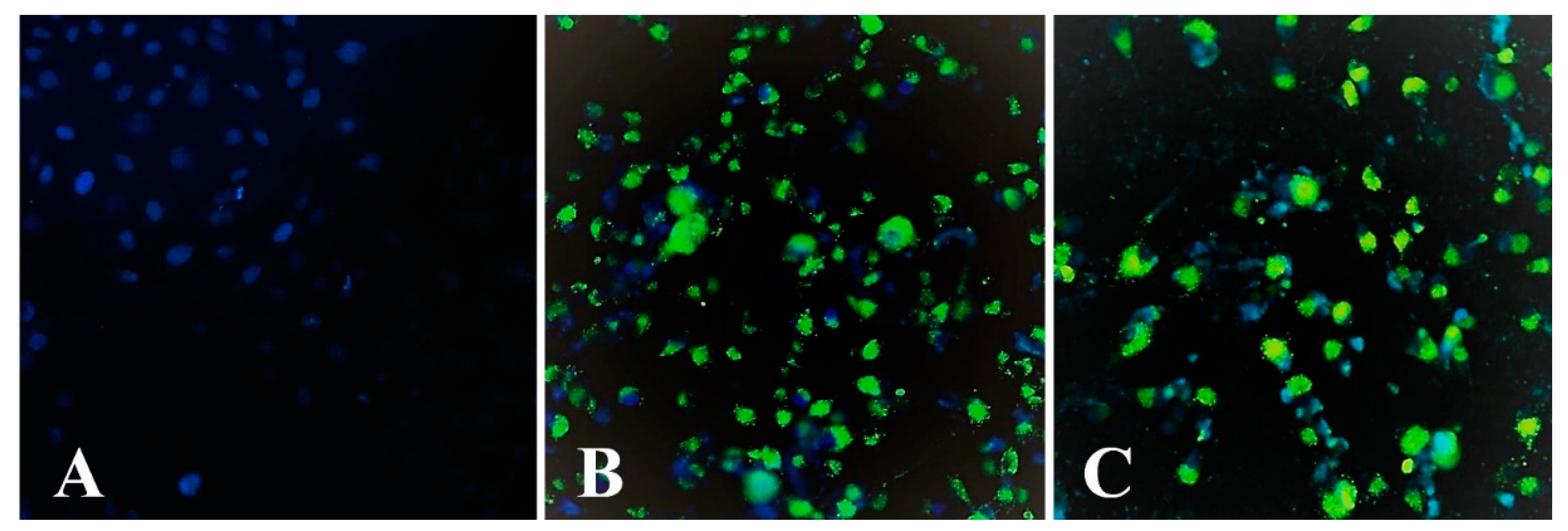 Ijms 23 03297 g010 Ijms 23 03297 g010