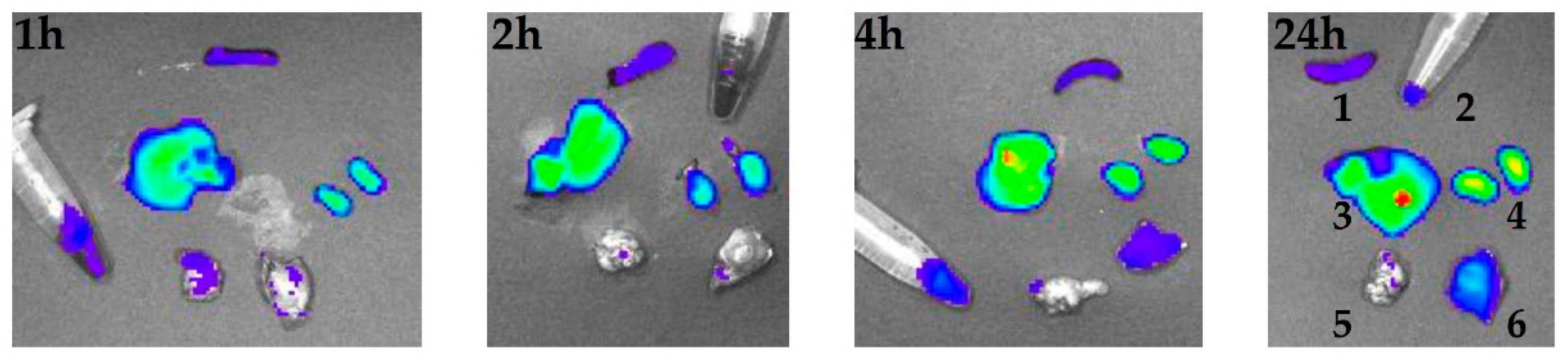 Ijms 23 03297 g013 Ijms 23 03297 g013