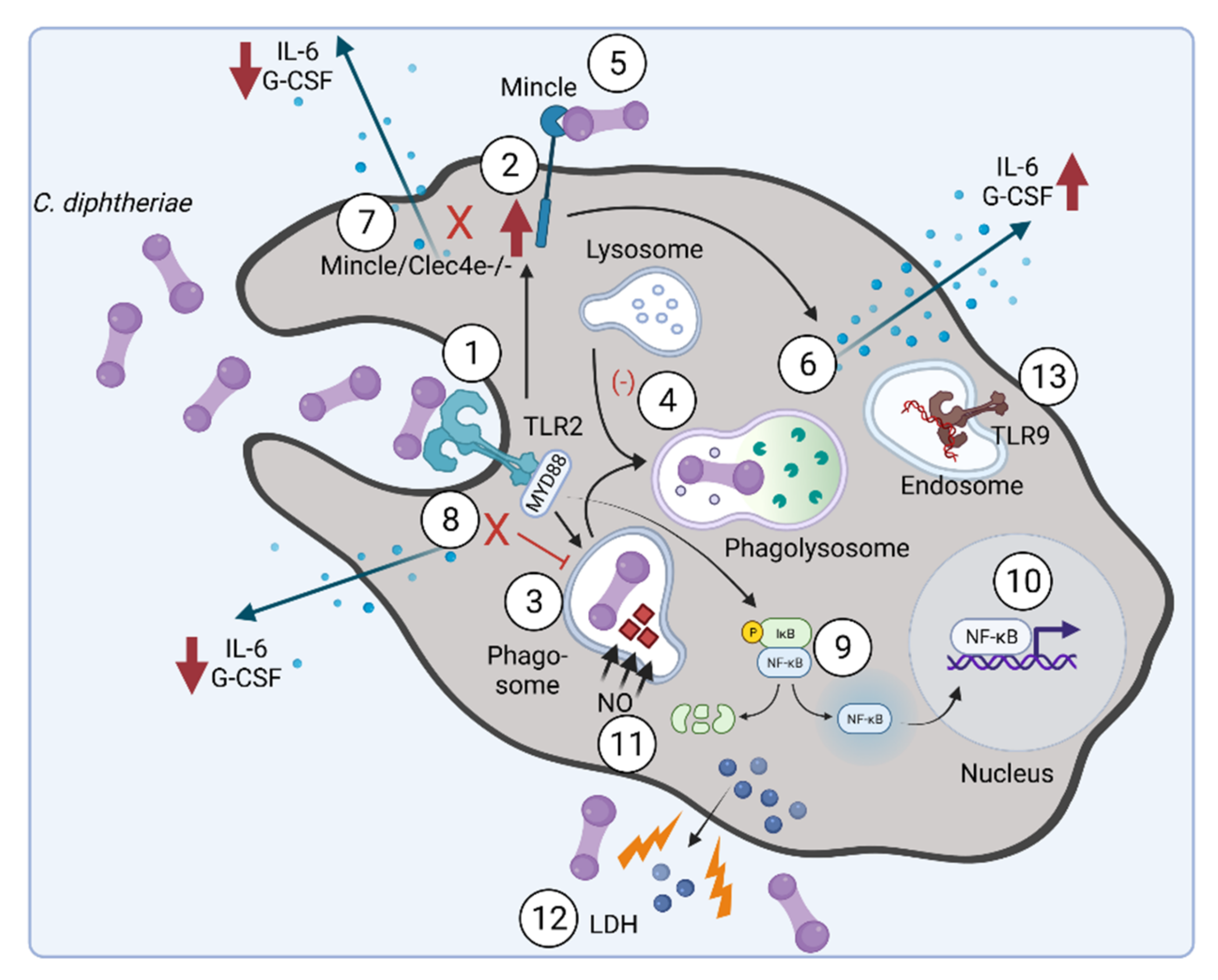 Ijms 23 03298 g004 Ijms 23 03298 g004