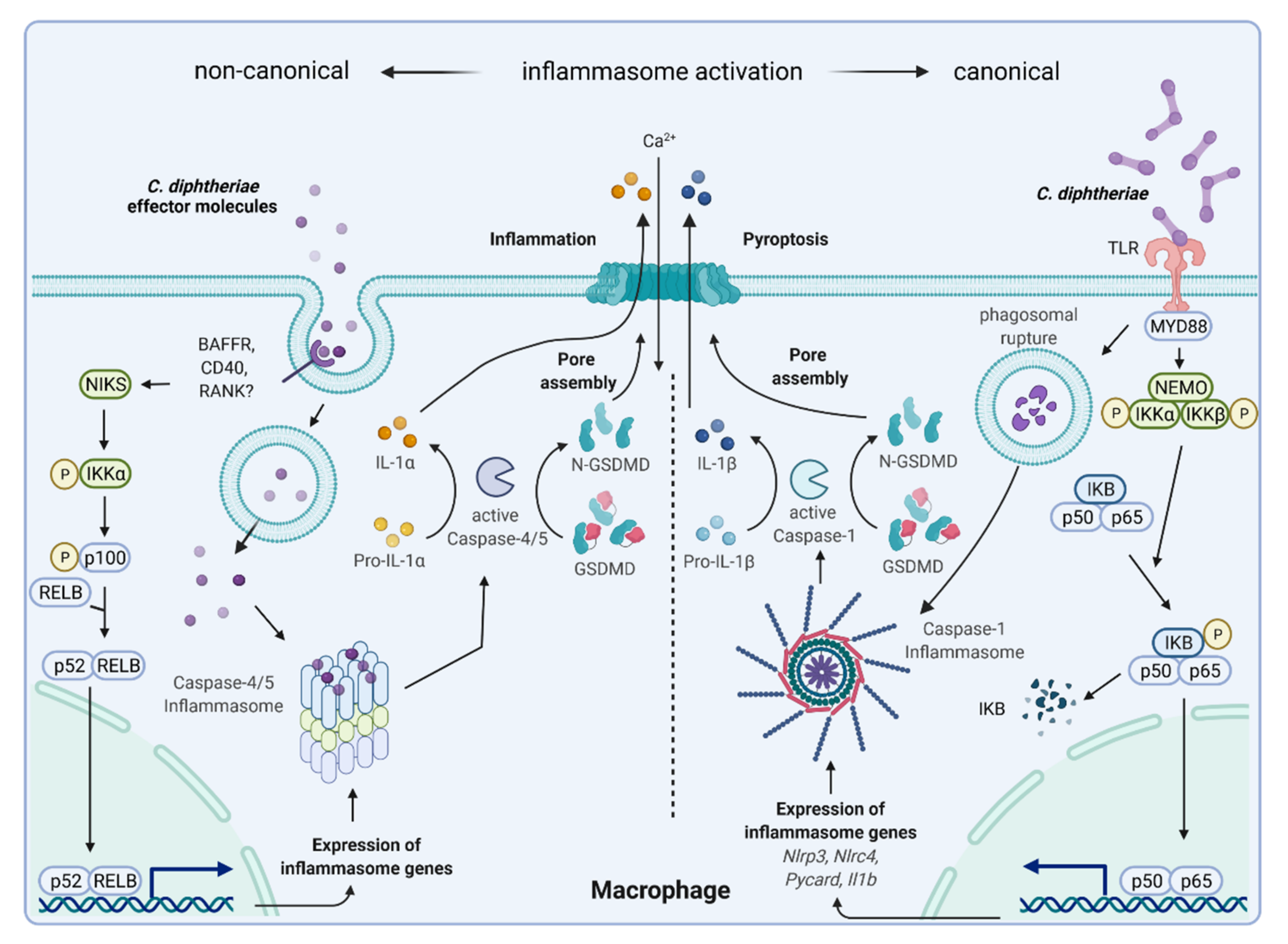 Ijms 23 03298 g008 Ijms 23 03298 g008